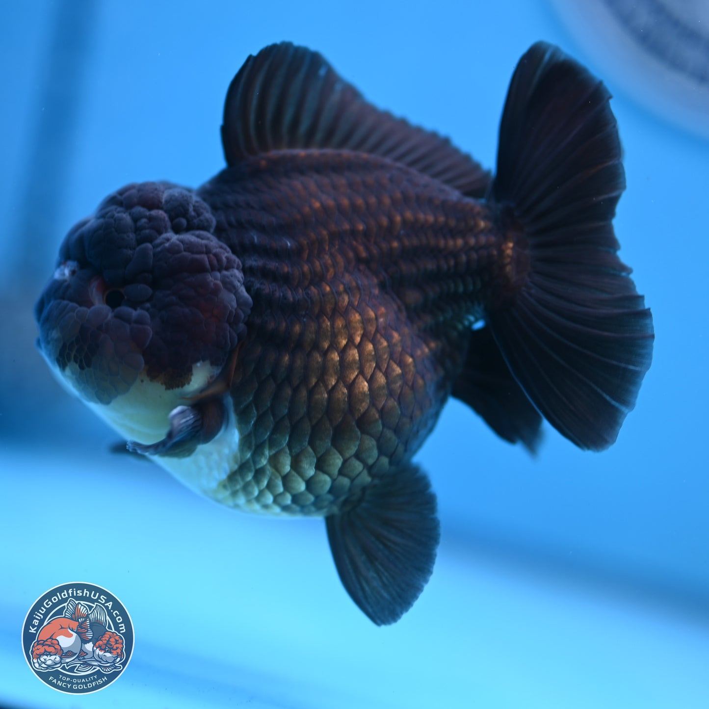 Panda YuanBao Oranda 3.5 inches Body - Femae (250103_OR10) - Kaiju Goldfish USA