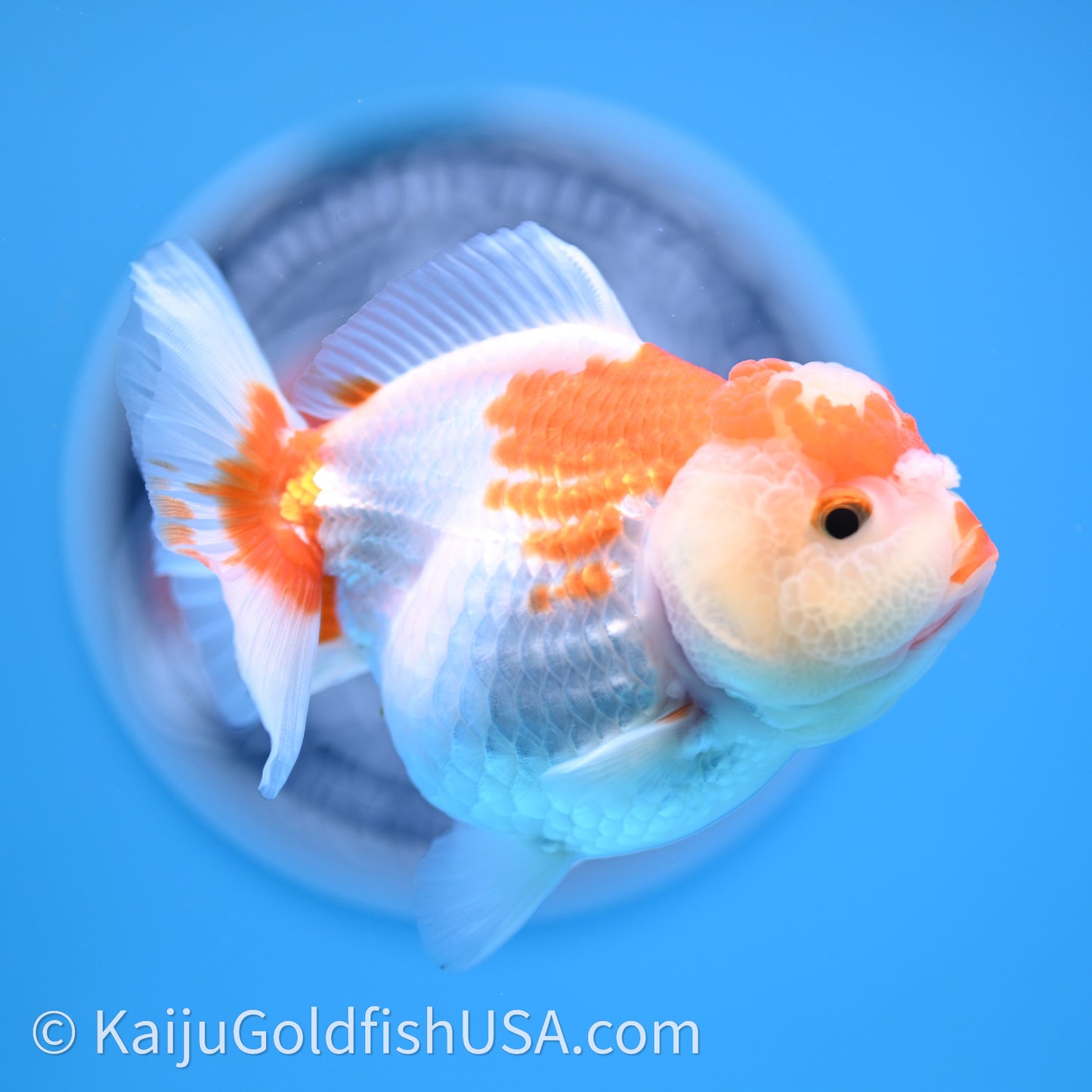 Shogun Red White Polka-Dot Oranda 3.5in Body (240726_OR10) - Kaiju Goldfish USA