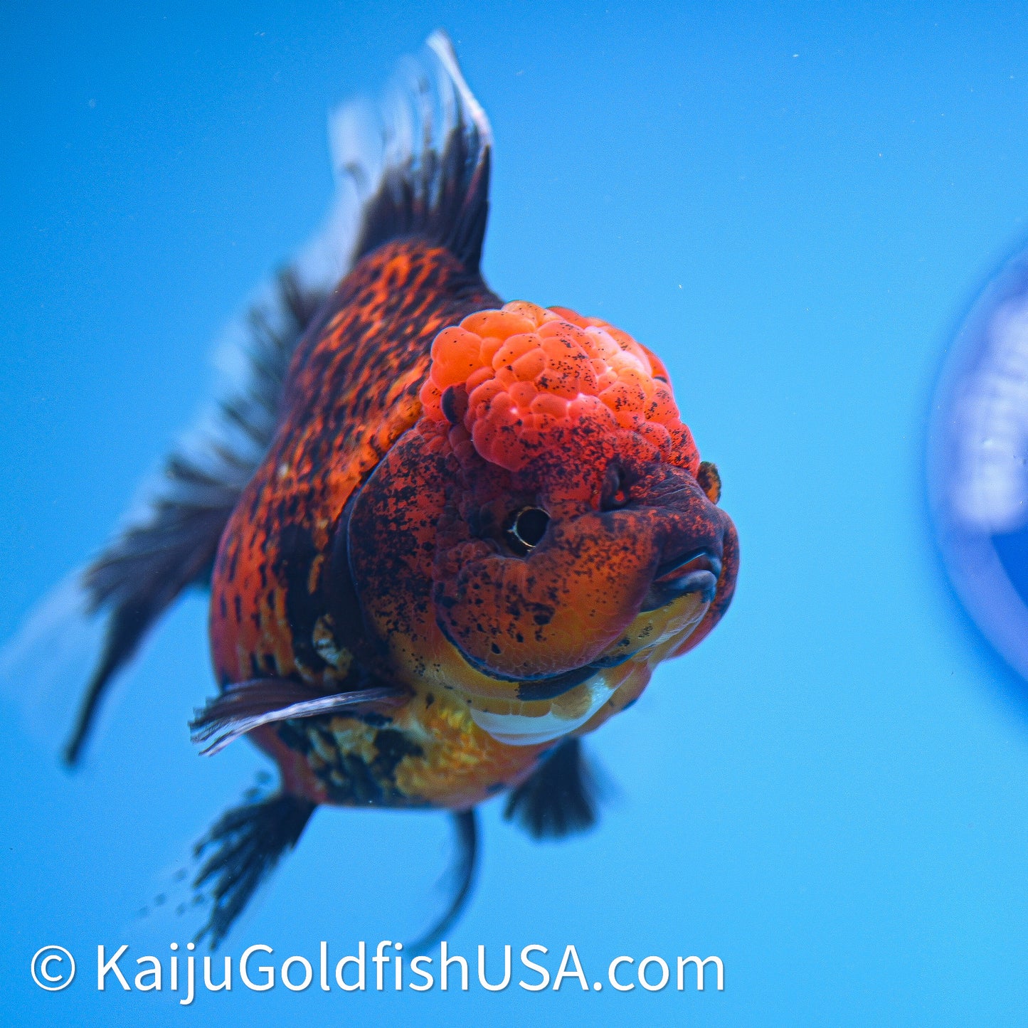 Red Kirin Rose Tail Oranda 4in Body (240628_OR10) - Kaiju Goldfish USA