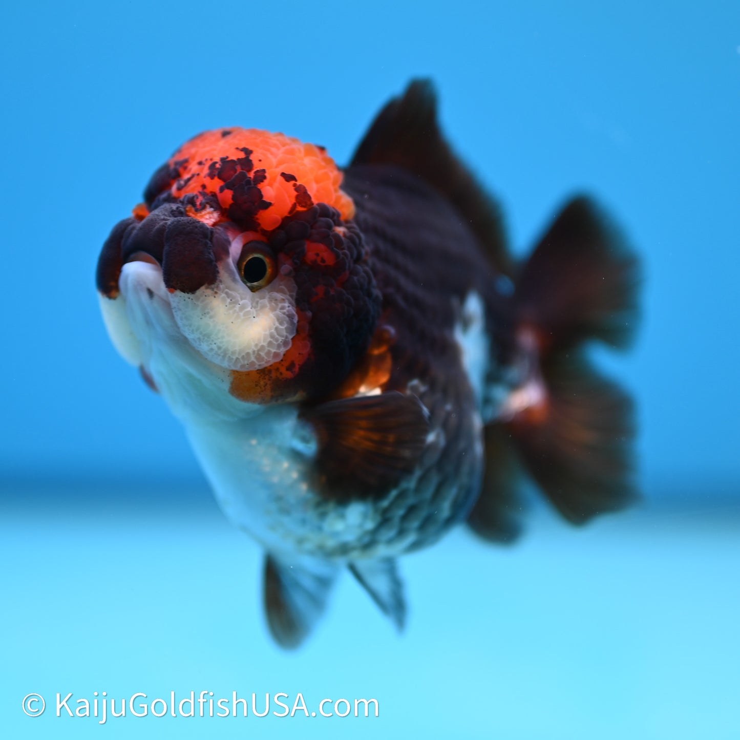 Tricolor YuanBao Oranda 3.5in body (240607_OR10) - Kaiju Goldfish USA