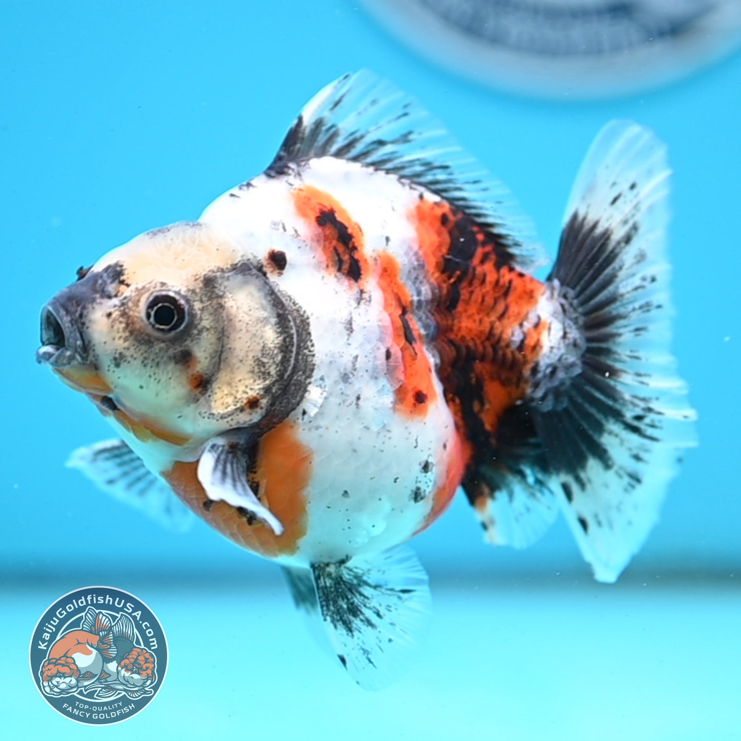 Shogun Calico Oranda 4 inches Body - Female (250418_OR10)