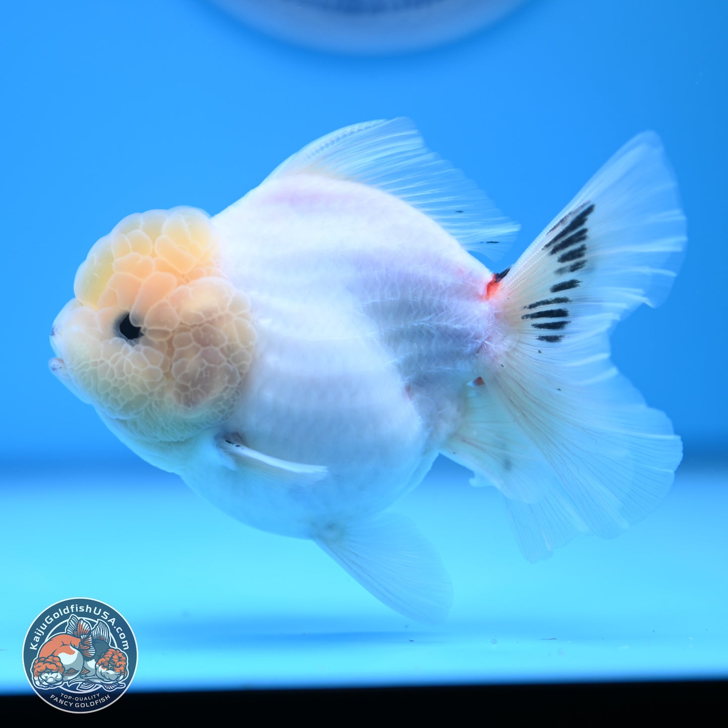 Tricolor Sakura Rose Tail Oranda 4.5 inches (241025_OR10) - Kaiju Goldfish USA