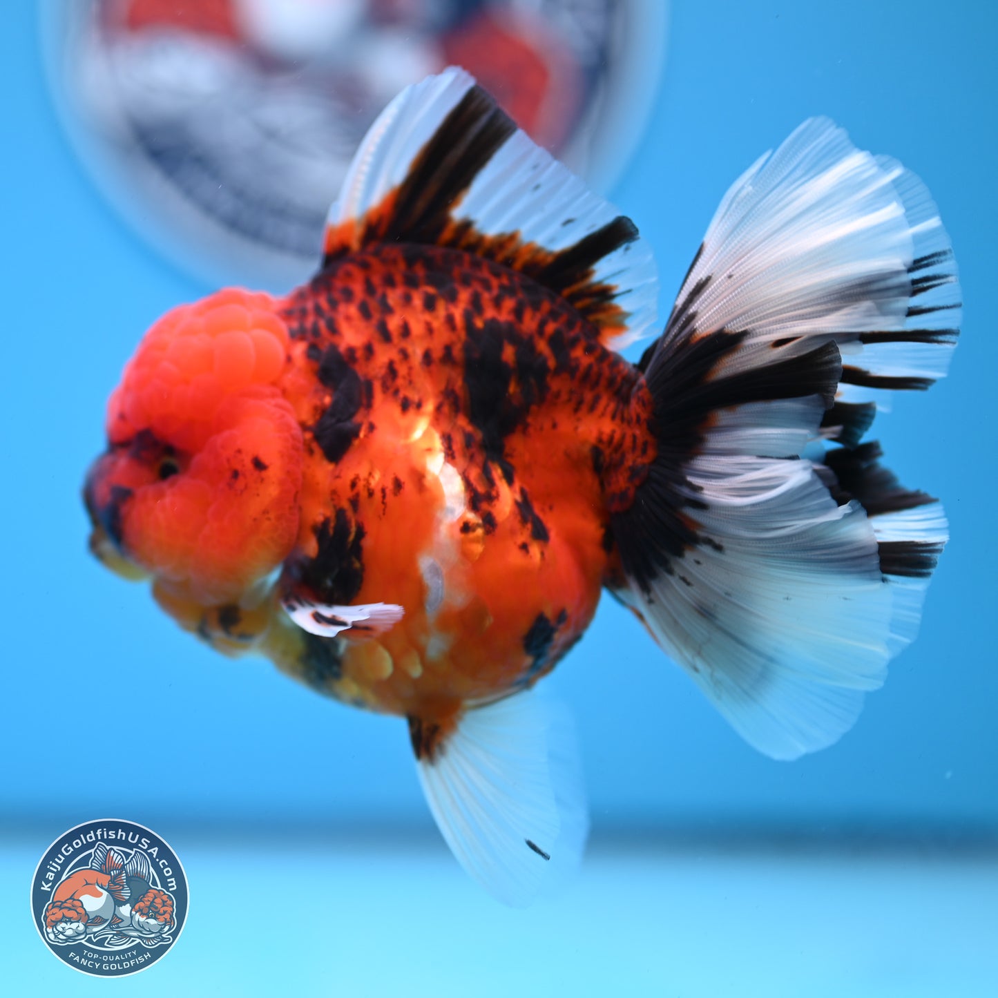 Tiger Rose Tail Oranda 3.5 inches Body - Female (250228_OR10)