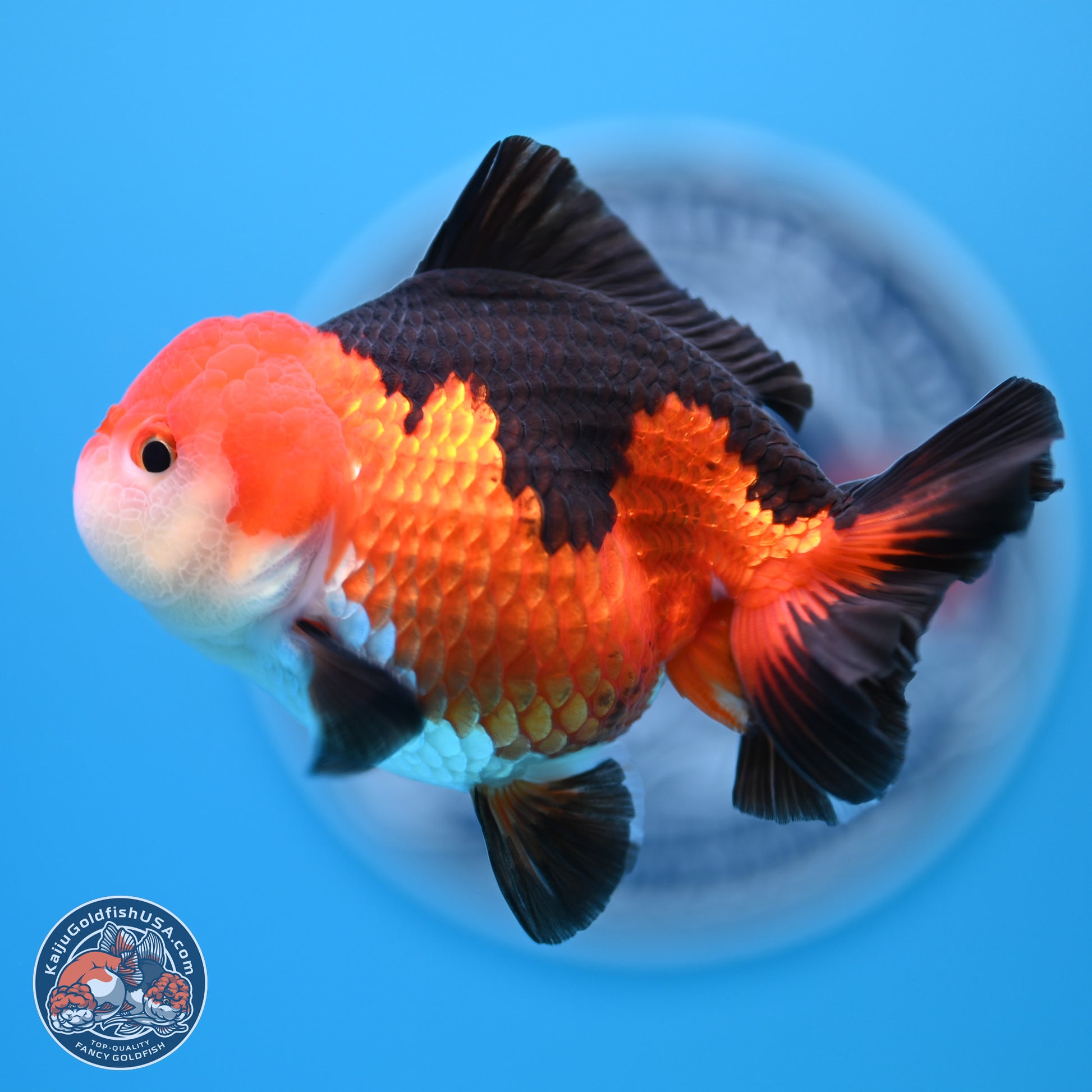 Tricolor Oranda 3.5-4.5 inches (241004_OR10) - Kaiju Goldfish USA