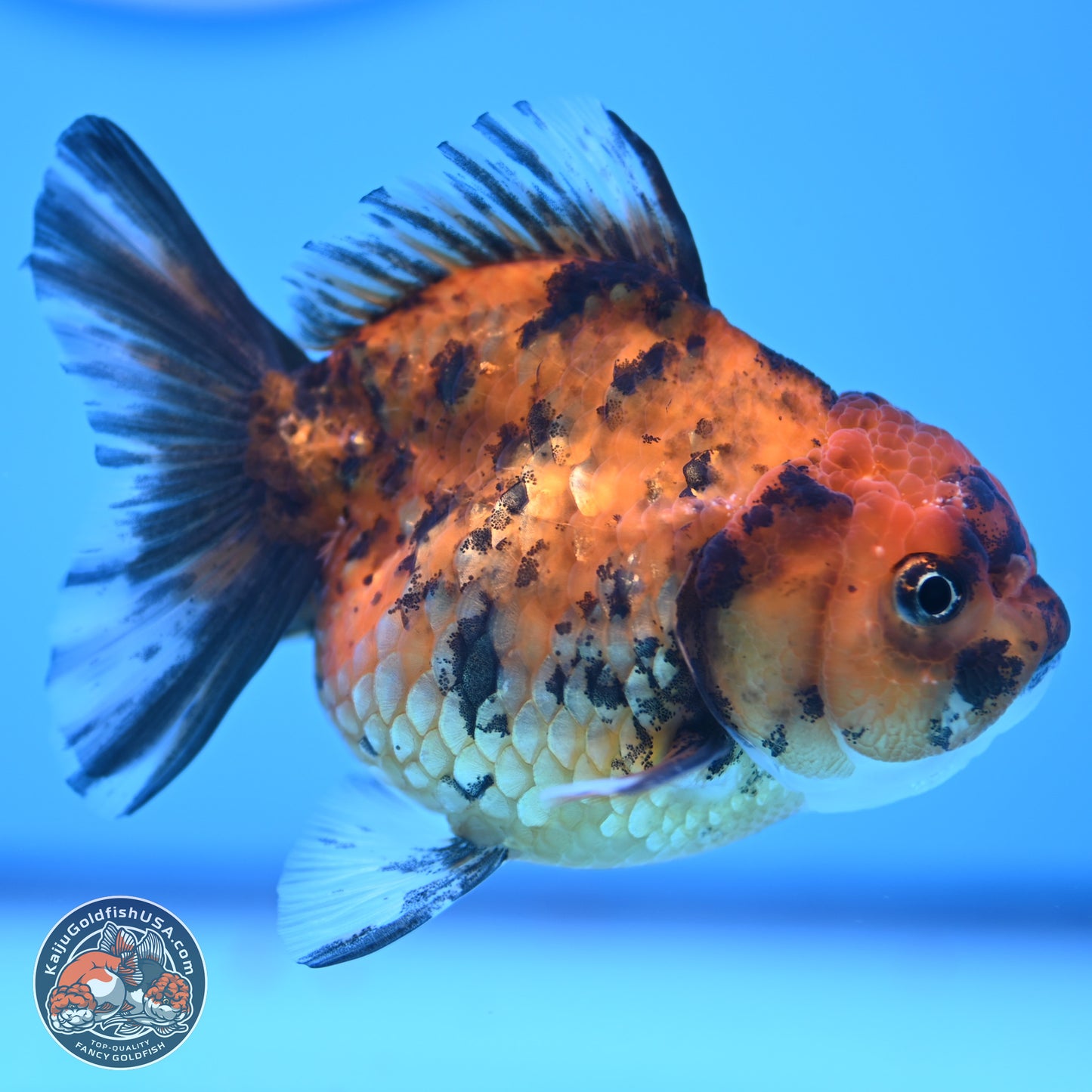 Tiger Oranda 3in Body (240816_OR10) - Kaiju Goldfish USA