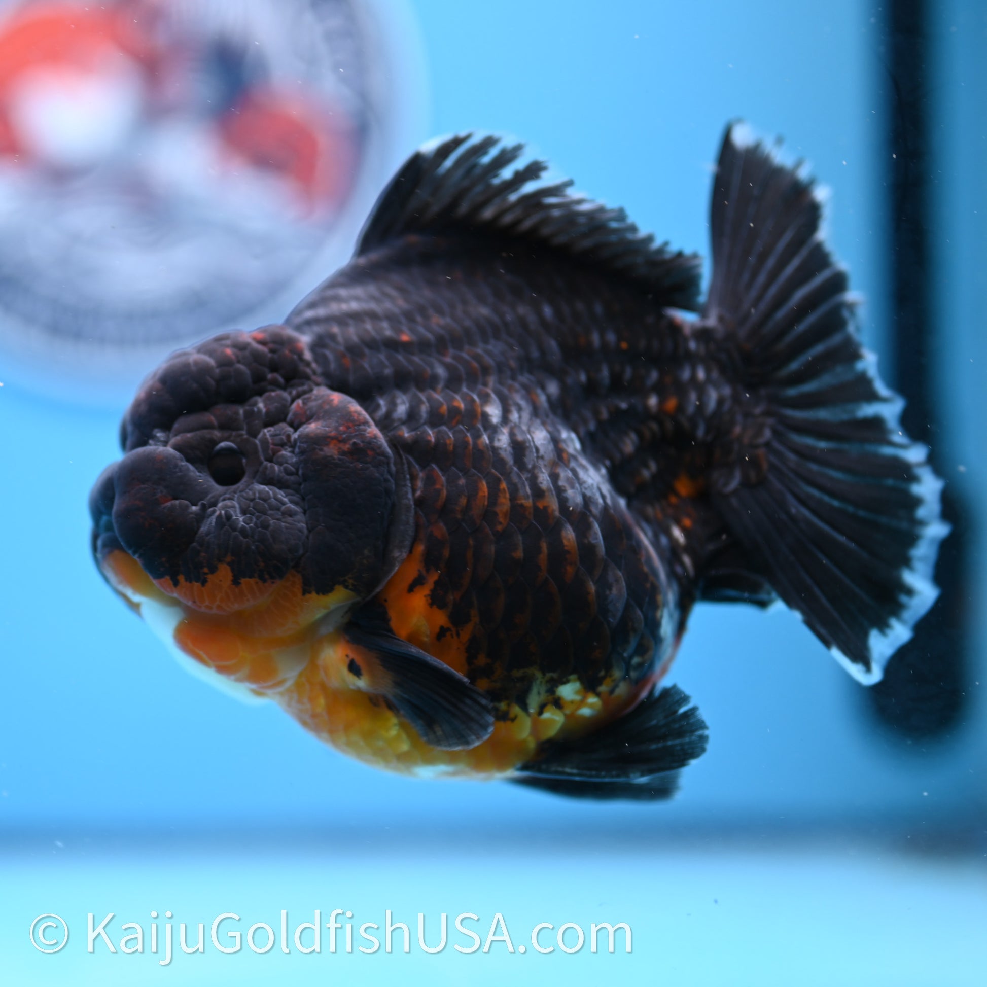 Jumbo Shogun Godzilla Kirin Oranda 4.5in Body (240719_OR10) - Kaiju Goldfish USA