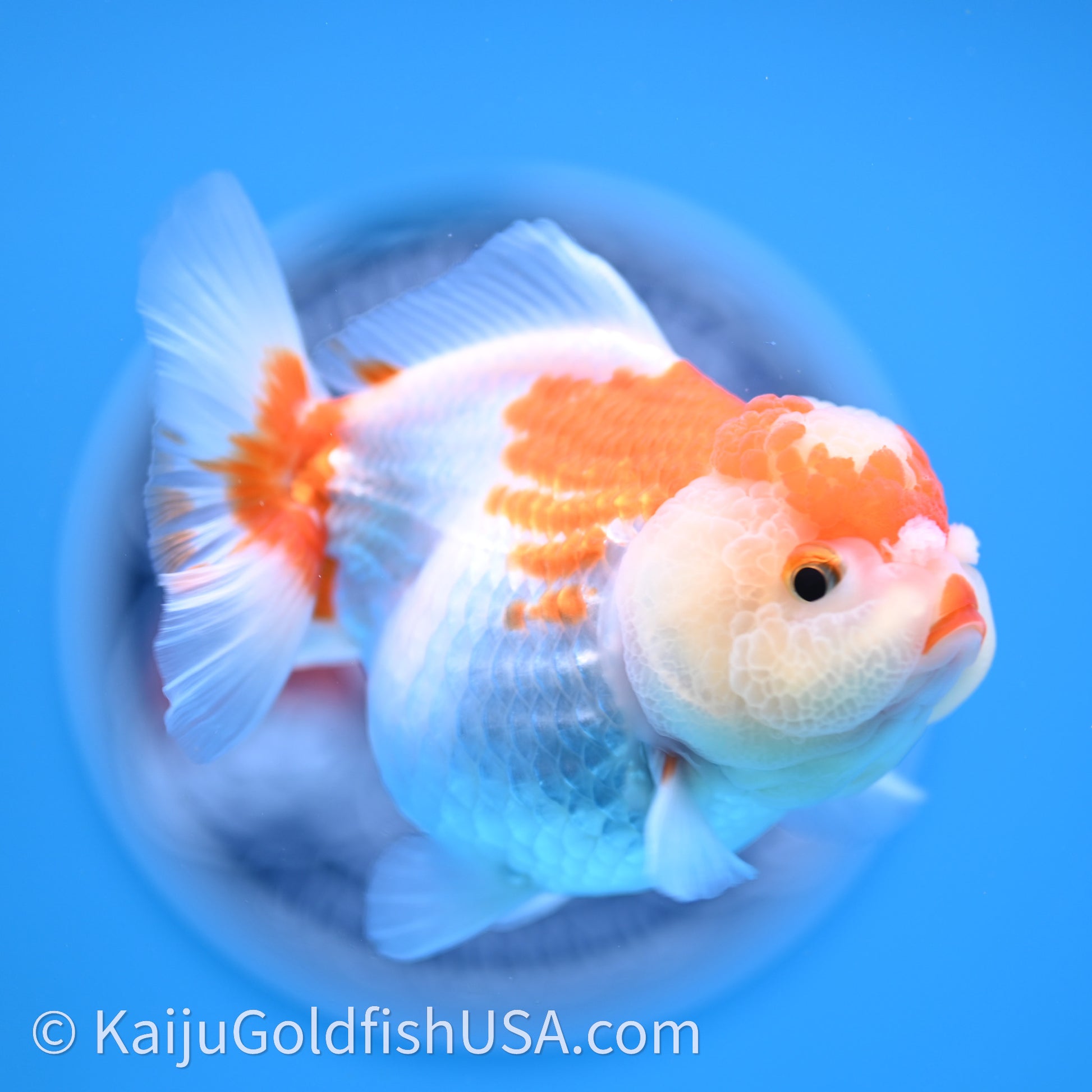 Shogun Red White Polka-Dot Oranda 3.5in Body (240726_OR10) - Kaiju Goldfish USA