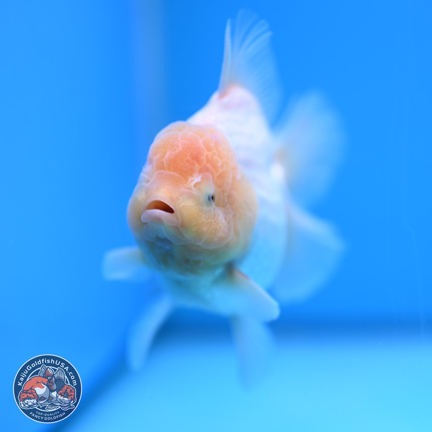 Lemon Head White Rose Tail Oranda 4.5 inches - Female (241122_OR10) - Kaiju Goldfish USA