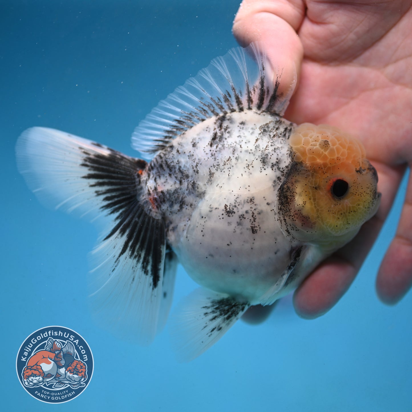 Granite Rosetail Oranda 3.5 inch Body (250926_OR10)