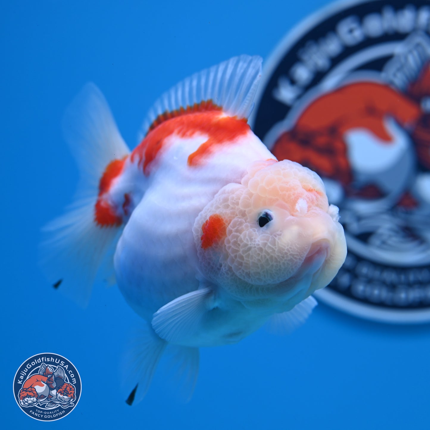 Shogun Jade Head Sakura Oranda 3.75 inches Body - Female(250131_OR10)