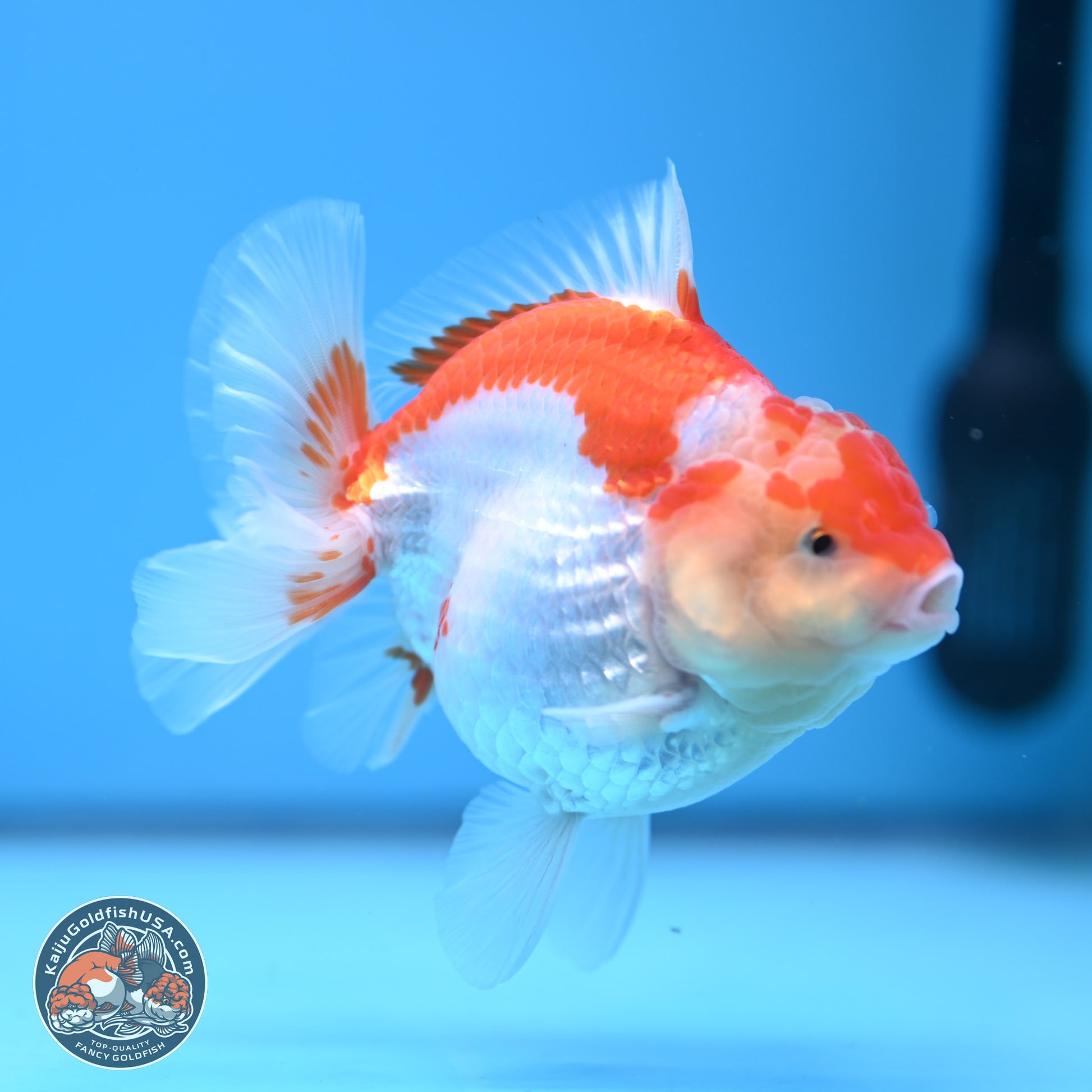 Red White YuanBao Oranda 4.5 inches - Female (241115_OR10) - Kaiju Goldfish USA