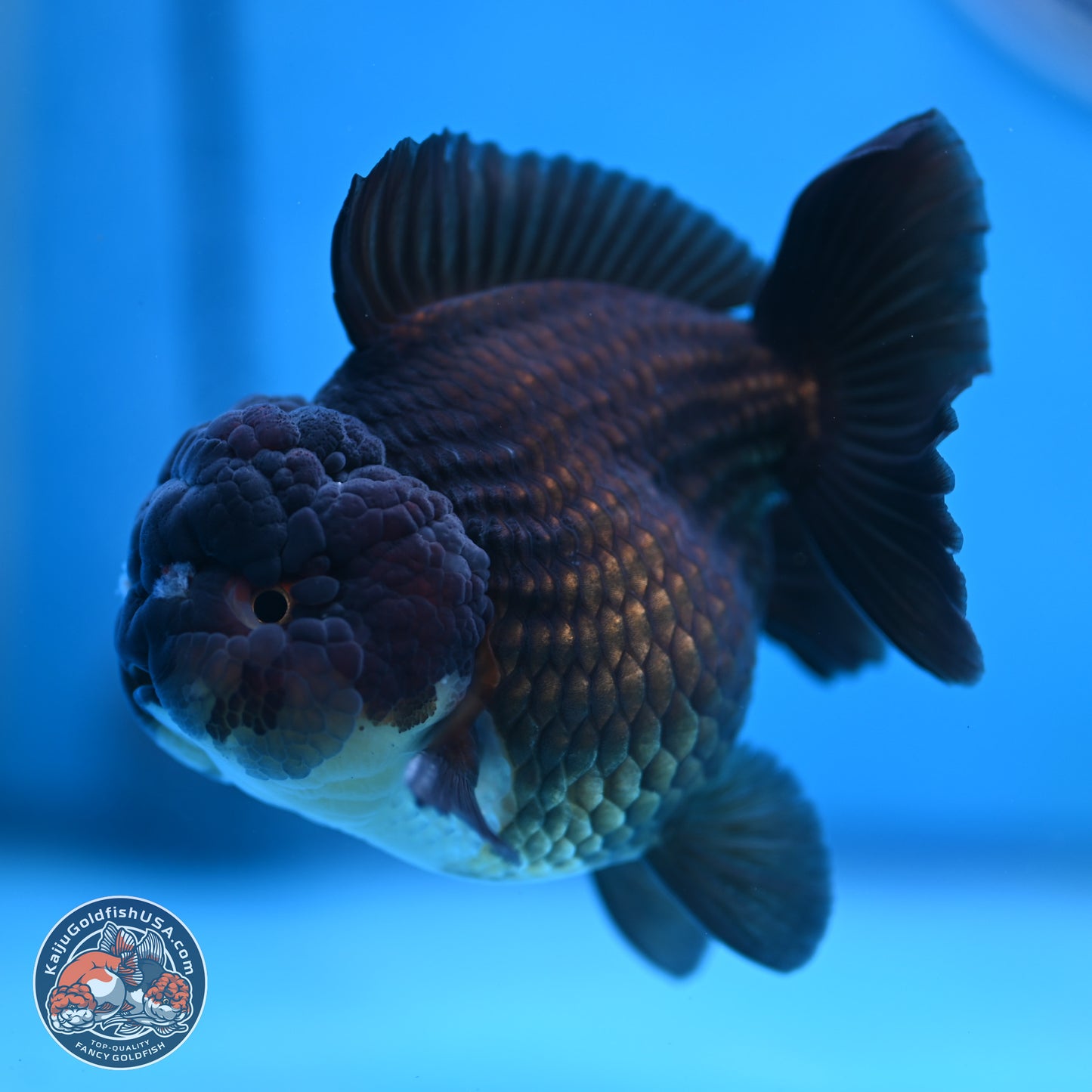 Panda YuanBao Oranda 3.5 inches Body - Femae (250103_OR10) - Kaiju Goldfish USA