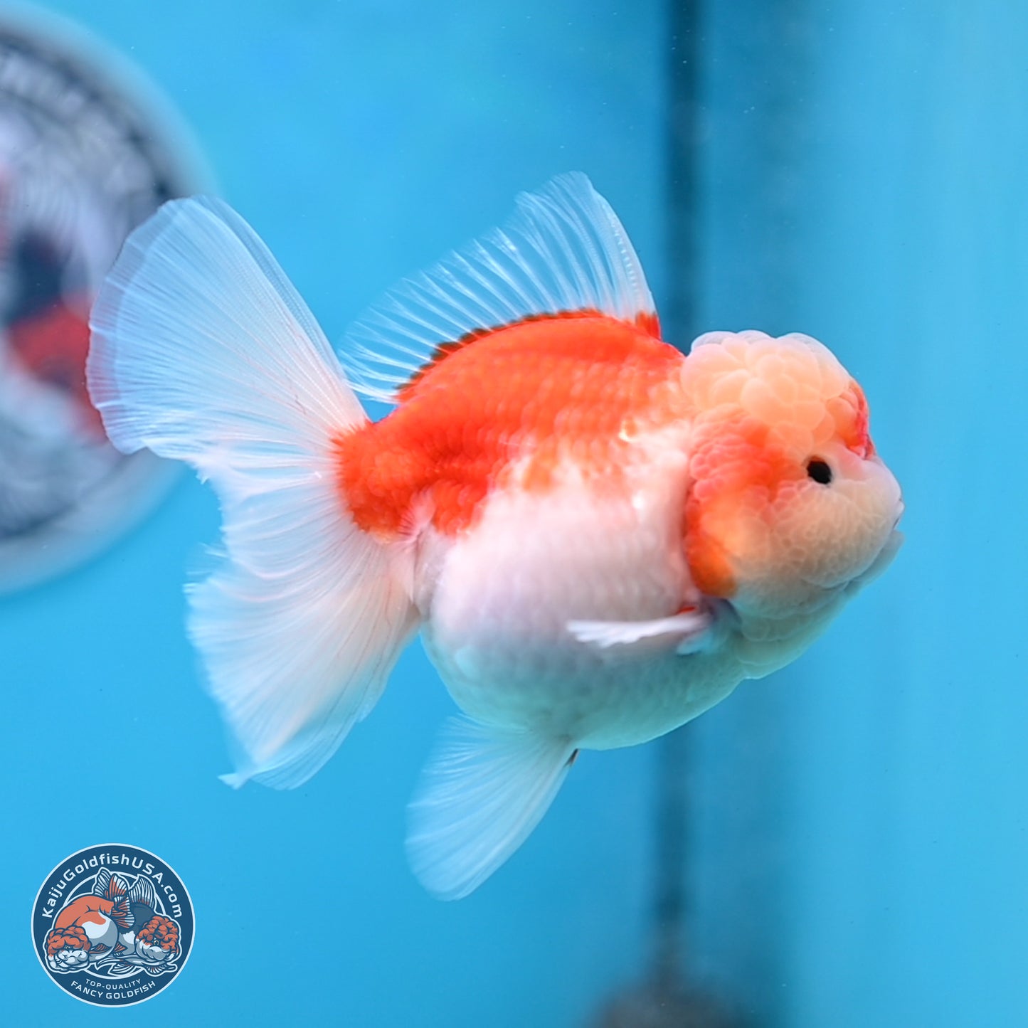 Sakura Rose Tail Oranda 3.5 inches Body - Female (250307_OR10)