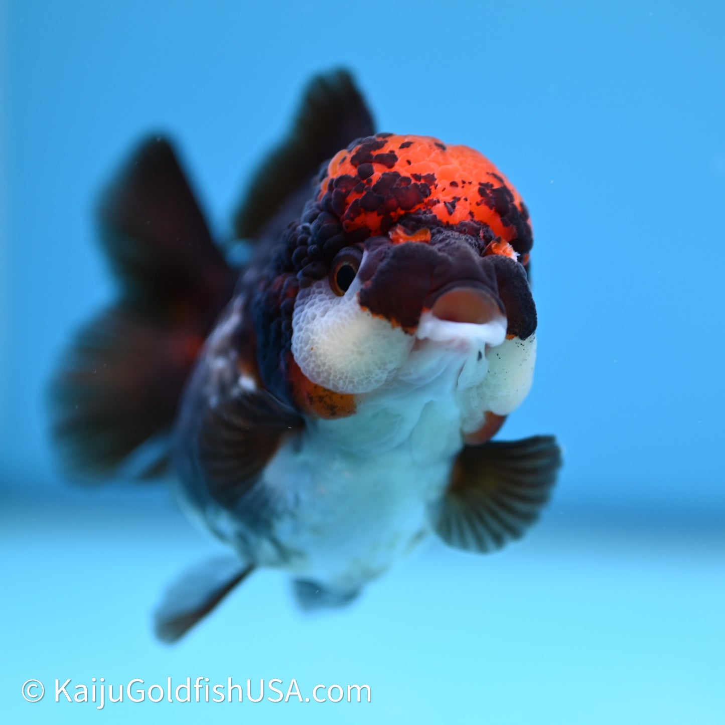 Tricolor YuanBao Oranda 3.5in body (240607_OR10) - Kaiju Goldfish USA