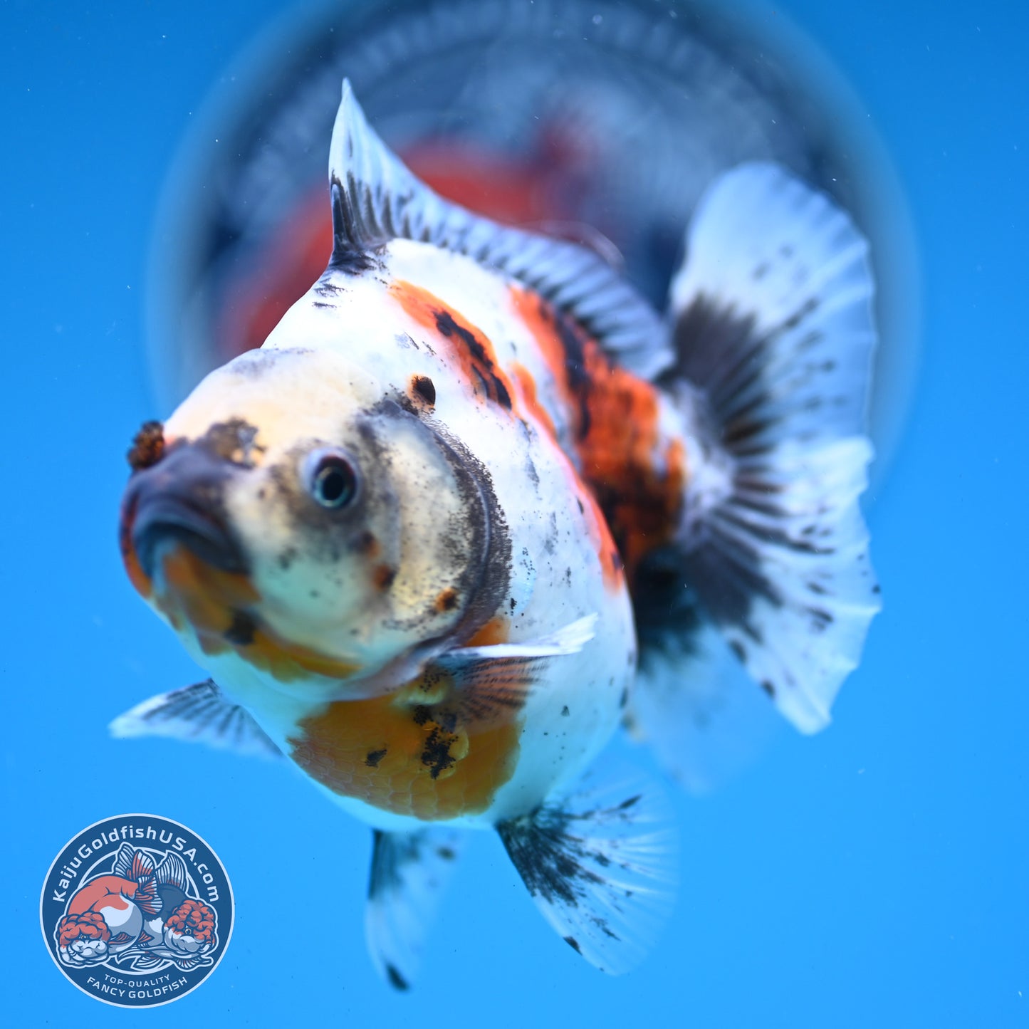 Shogun Calico Oranda 4 inches Body - Female (250418_OR10)