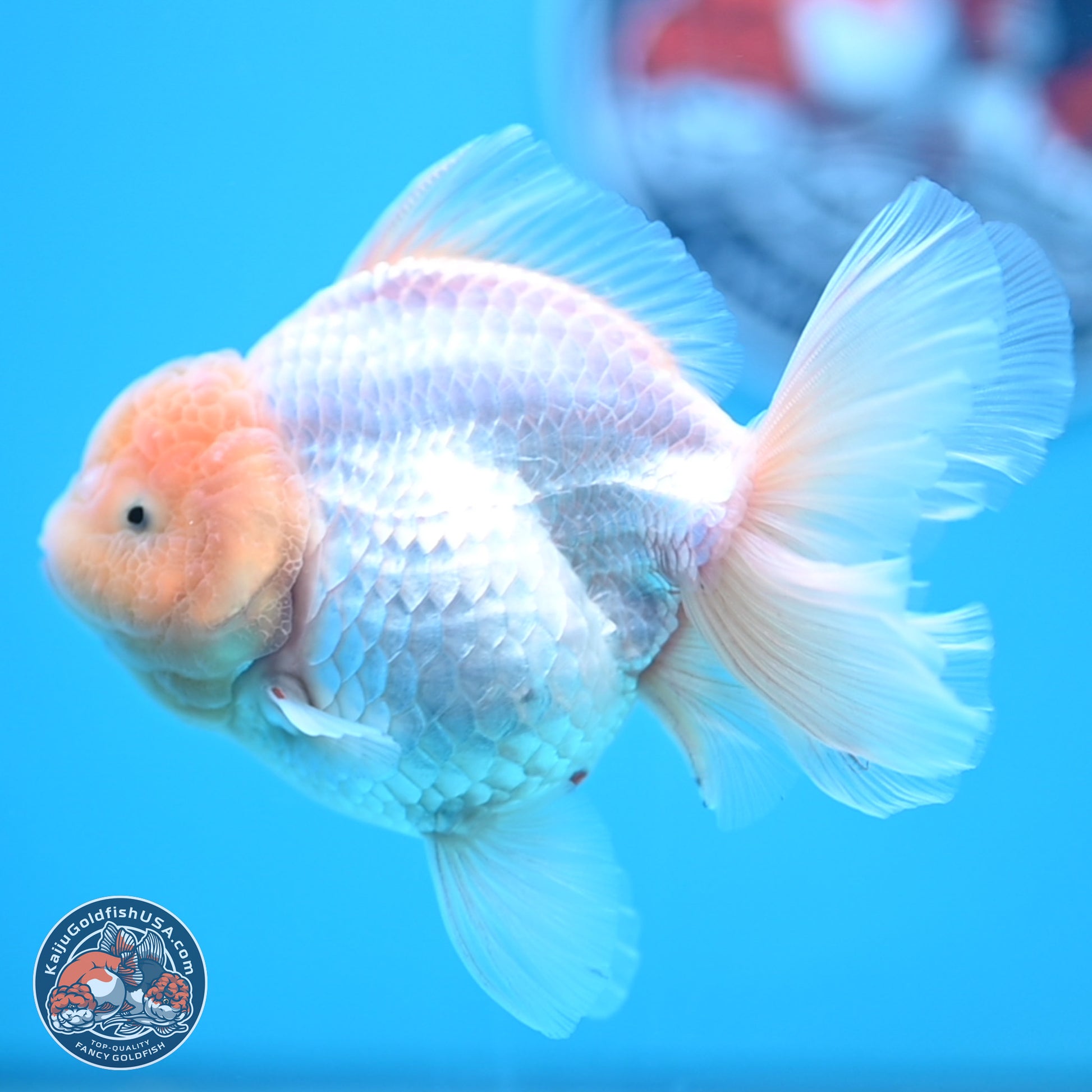 Lemon Head White Rose Tail Oranda 4.5 inches - Female (241122_OR10) - Kaiju Goldfish USA