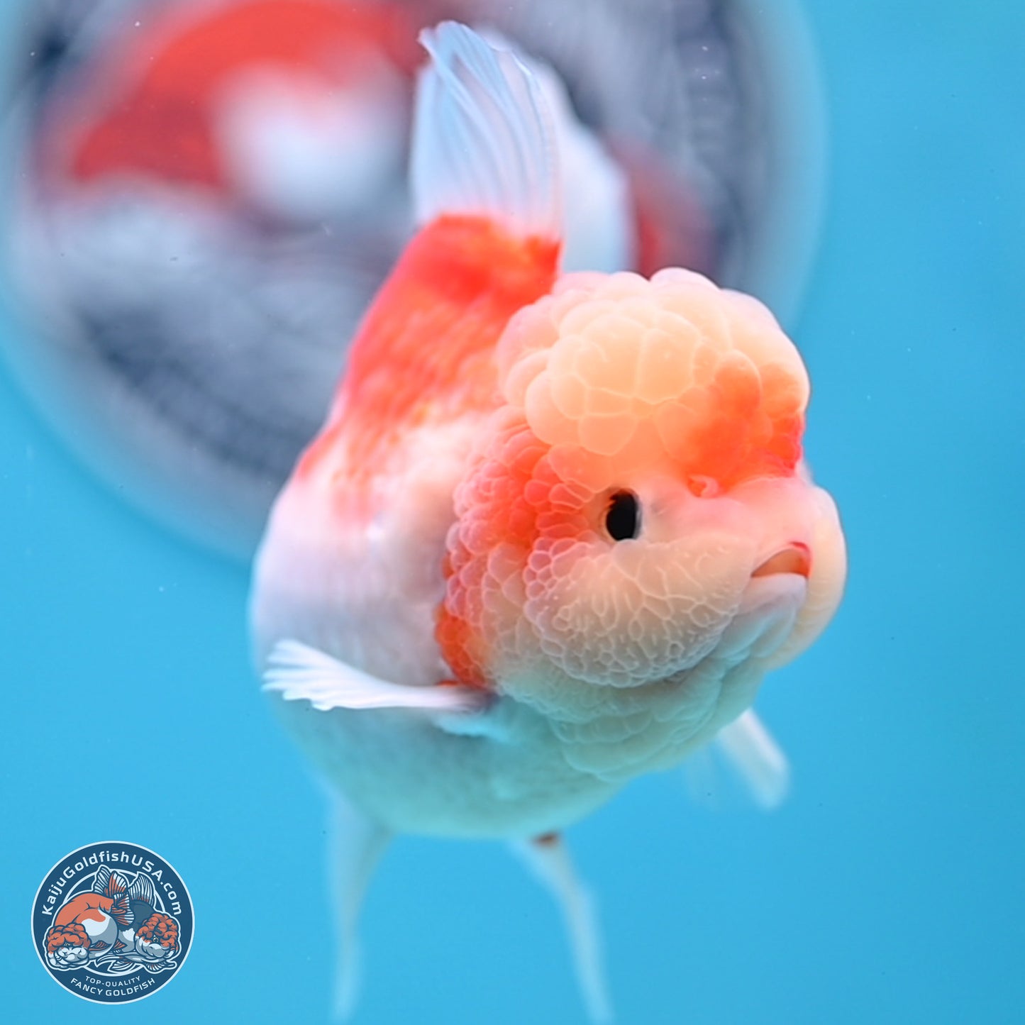 Sakura Rose Tail Oranda 3.5 inches Body - Female (250307_OR10)