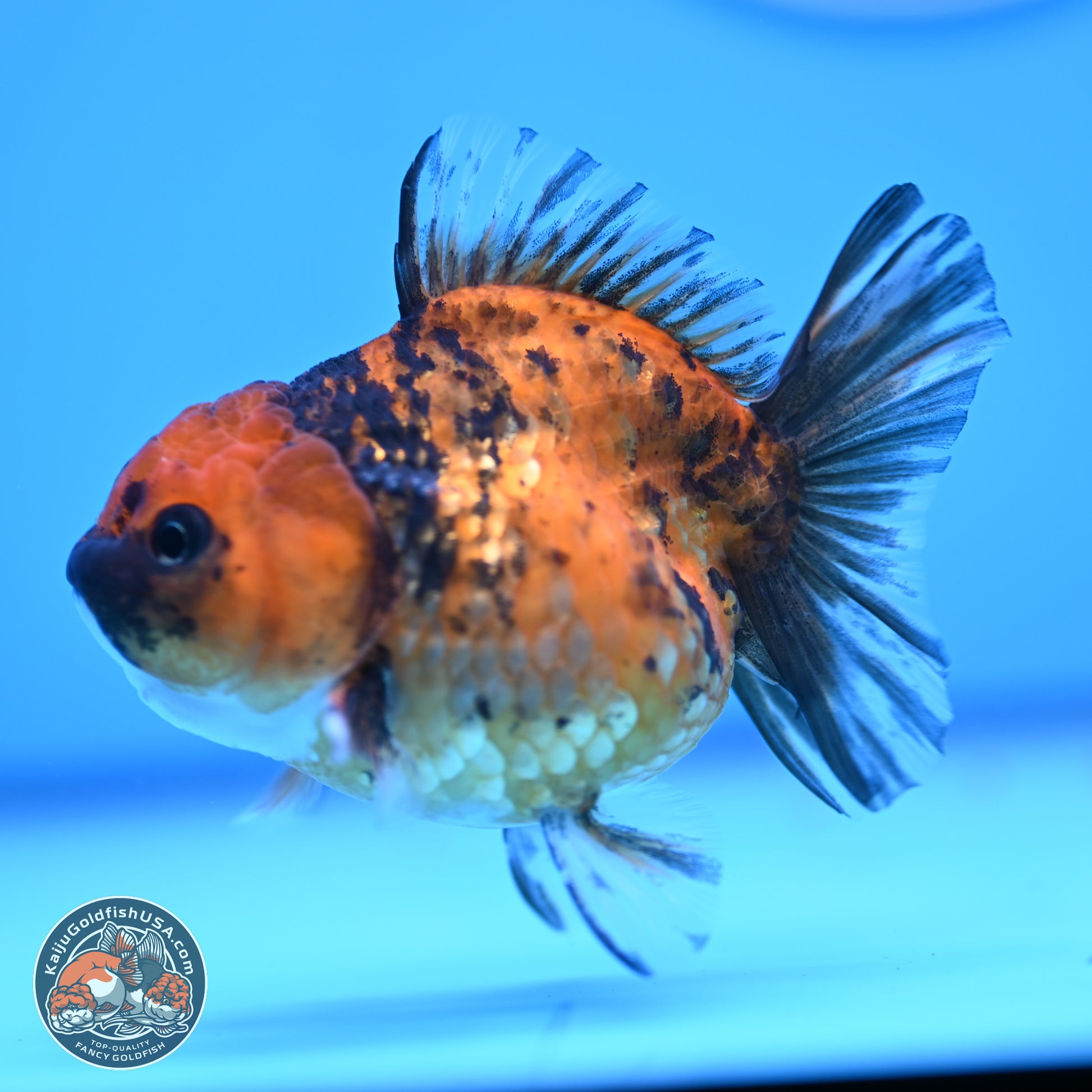 Tiger Oranda 3in Body (240816_OR10) - Kaiju Goldfish USA