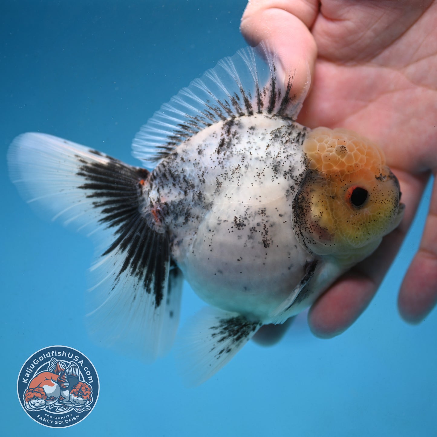 Granite Rosetail Oranda 3.5 inch Body (250926_OR10)