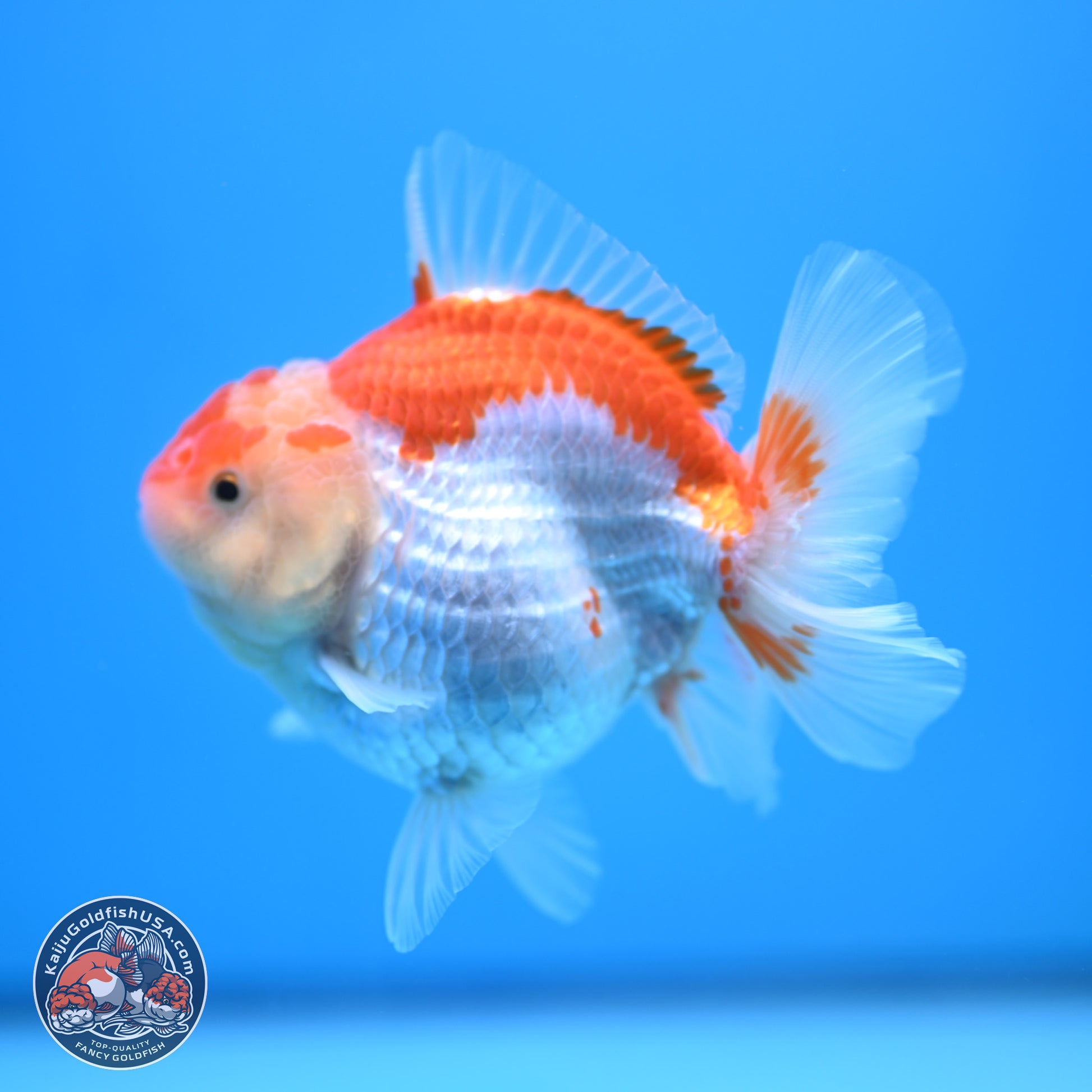 Red White YuanBao Oranda 4.5 inches - Female (241115_OR10) - Kaiju Goldfish USA