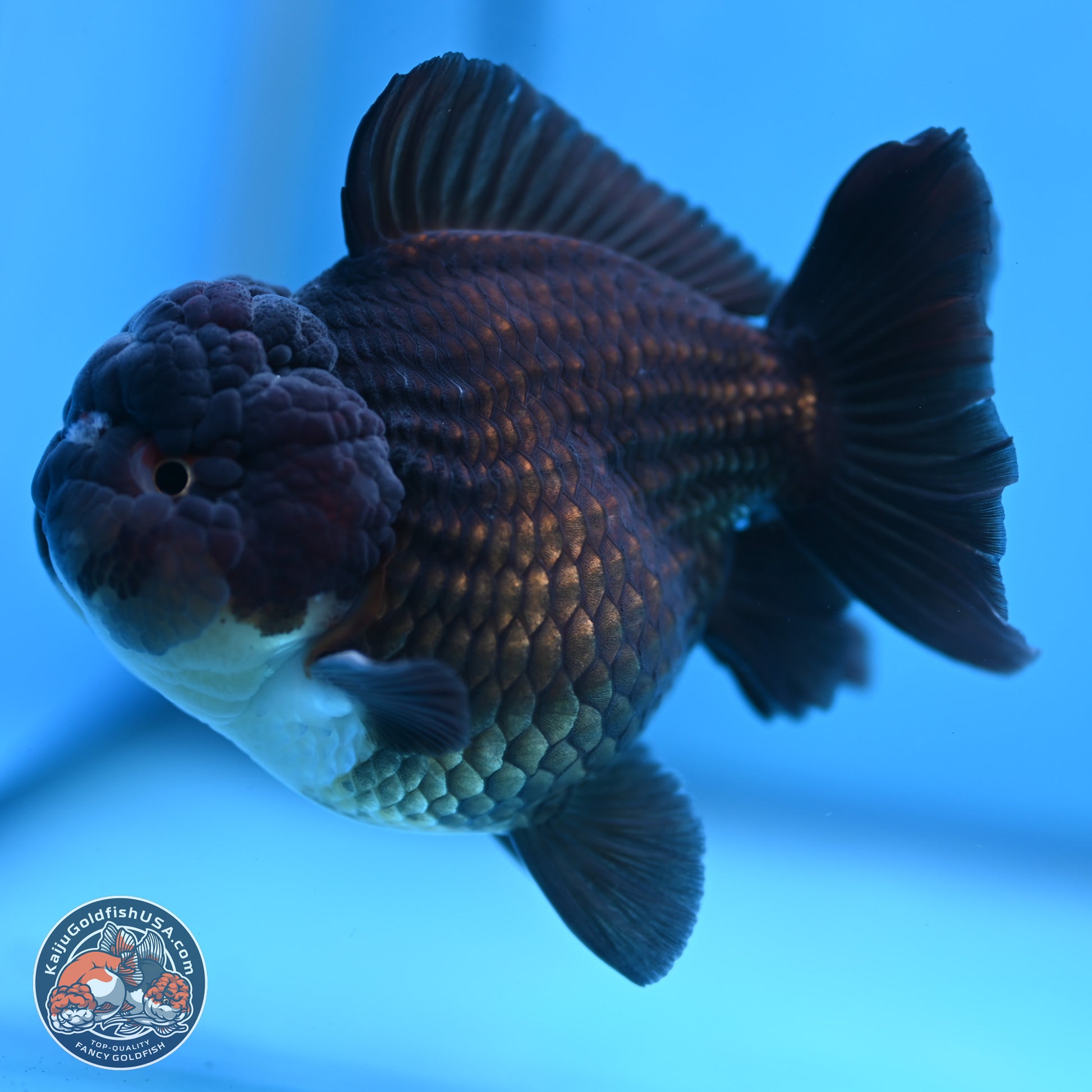 Panda YuanBao Oranda 3.5 inches Body - Femae (250103_OR10) - Kaiju Goldfish USA