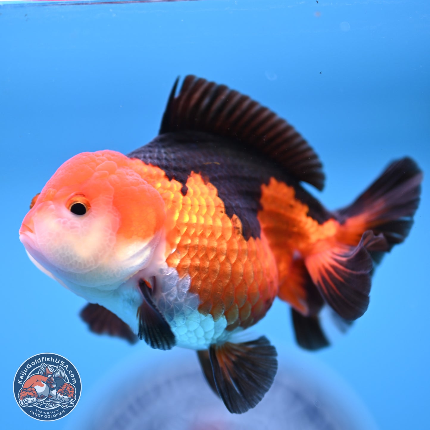 Tricolor Oranda 3.5-4.5 inches (241004_OR10) - Kaiju Goldfish USA