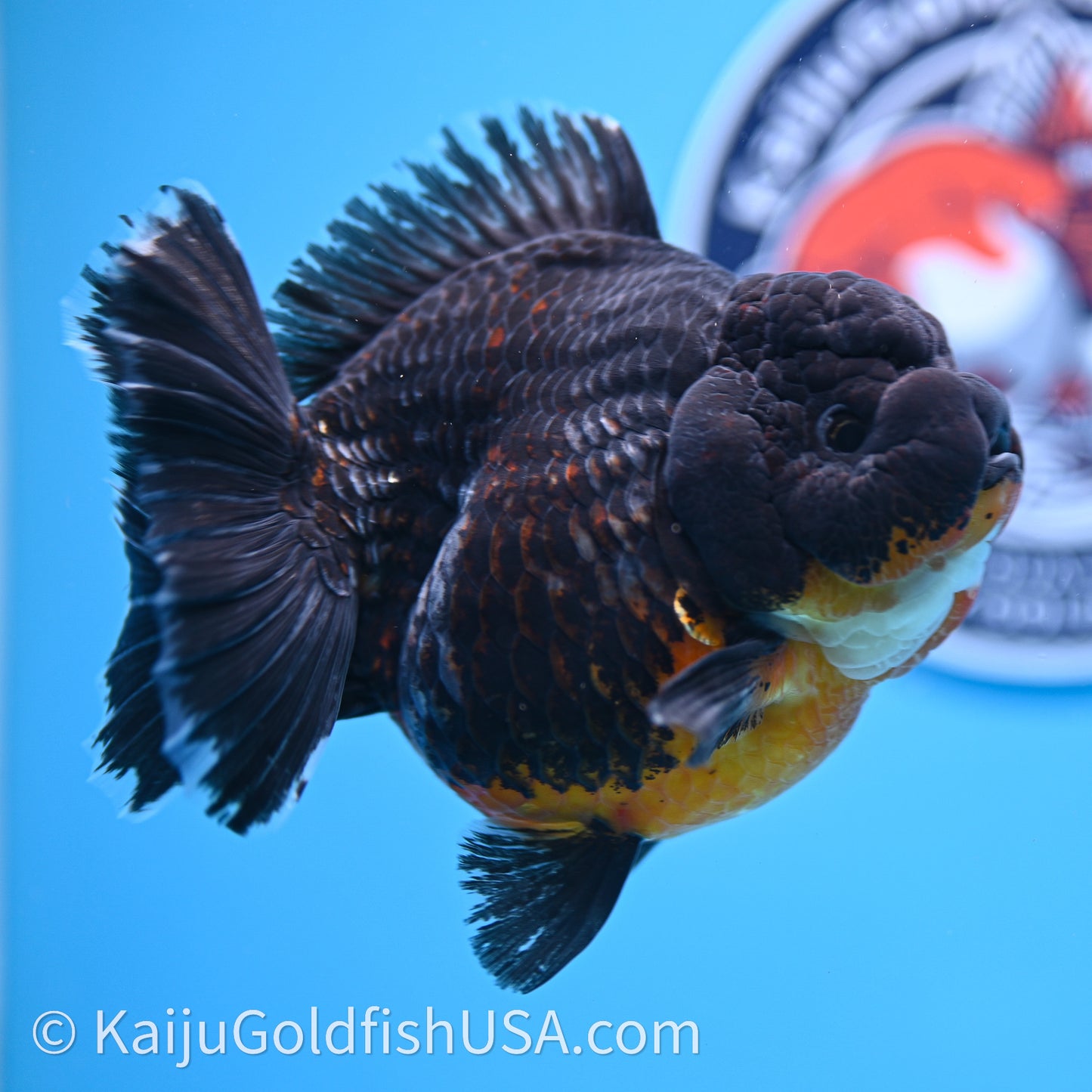 Jumbo Shogun Godzilla Kirin Oranda 4.5in Body (240719_OR10) - Kaiju Goldfish USA