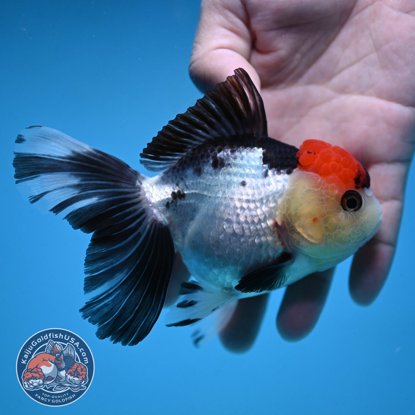 Red Head Tricolor Rose Tail Oranda 3.5 inch Body (251003_OR10)
