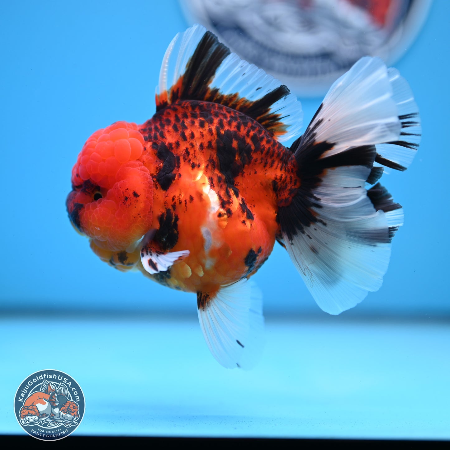 Tiger Rose Tail Oranda 3.5 inches Body - Female (250228_OR10)