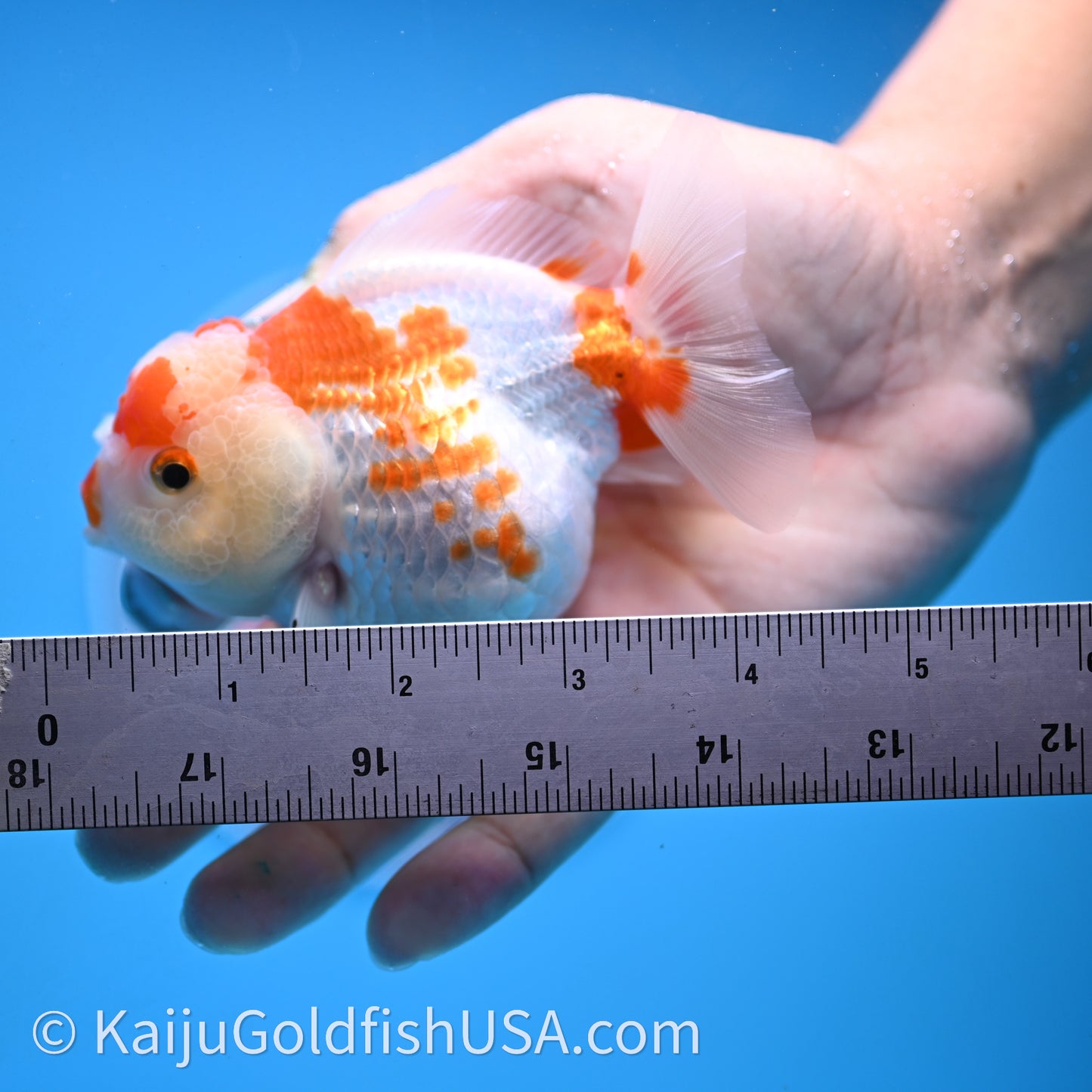 Shogun Red White Polka-Dot Oranda 3.5in Body (240726_OR10) - Kaiju Goldfish USA