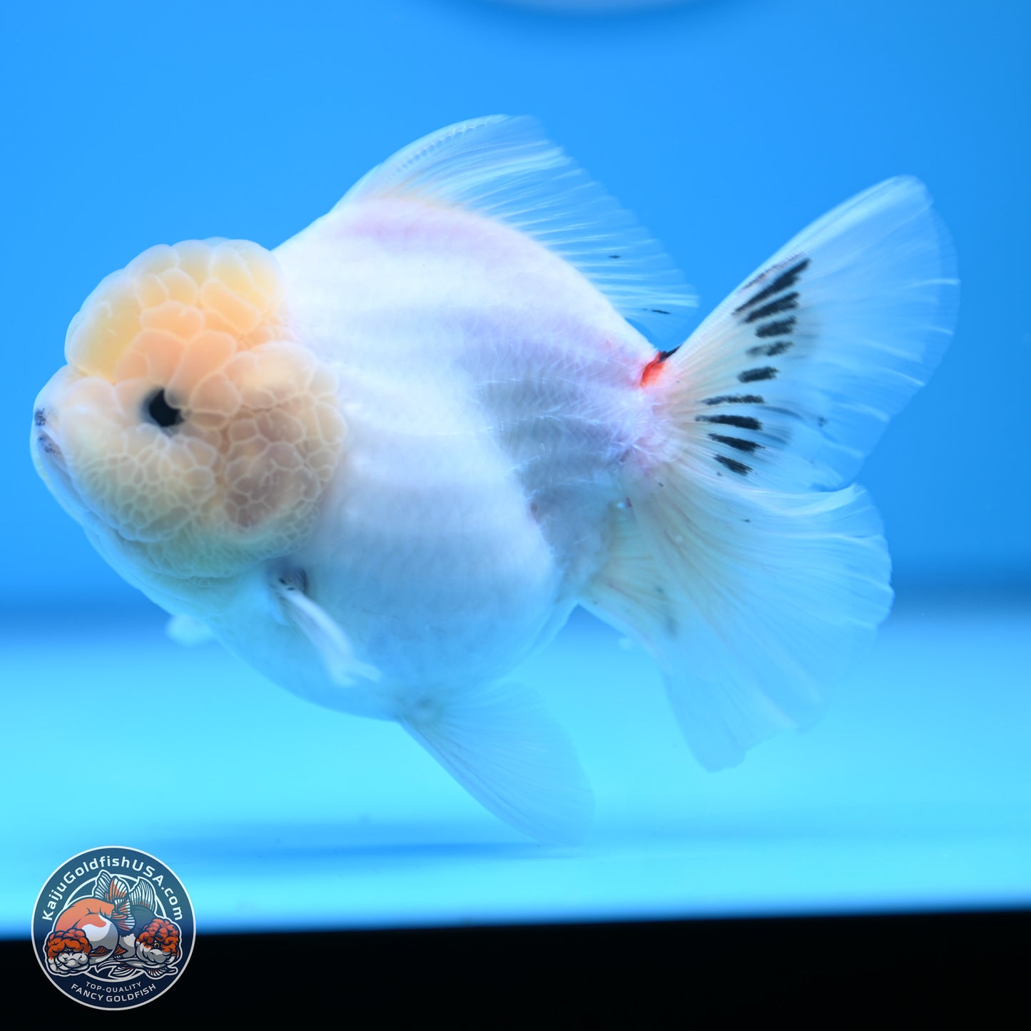 Tricolor Sakura Rose Tail Oranda 4.5 inches (241025_OR10) - Kaiju Goldfish USA