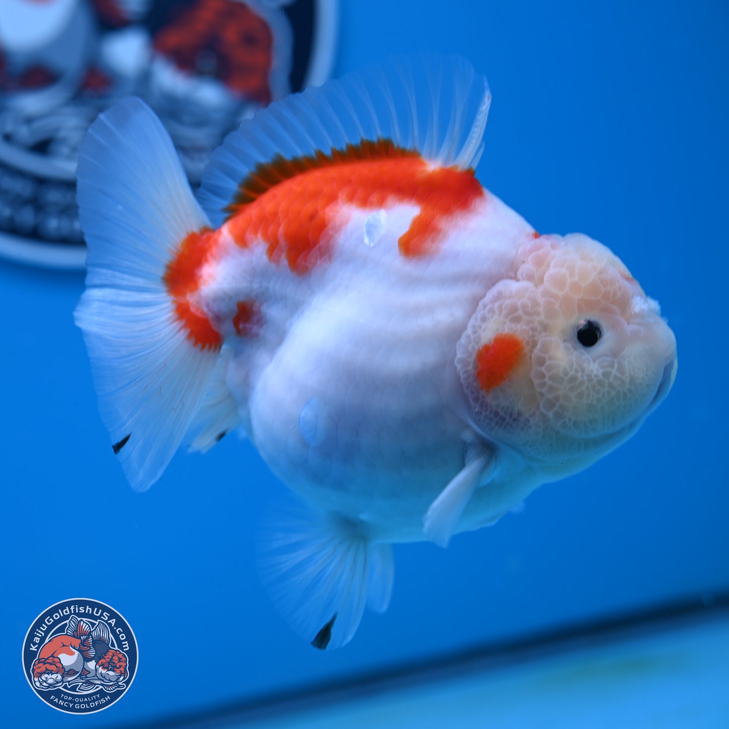 Shogun Jade Head Sakura Oranda 3.75 inches Body - Female(250131_OR10)