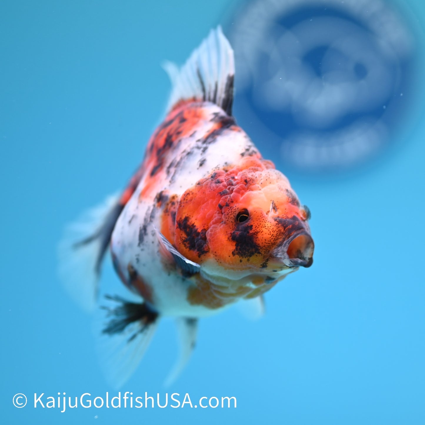 Tricolor Tiger Rose Tail Oranda 4.5 inches (240405_OR10) - Kaiju Goldfish USA