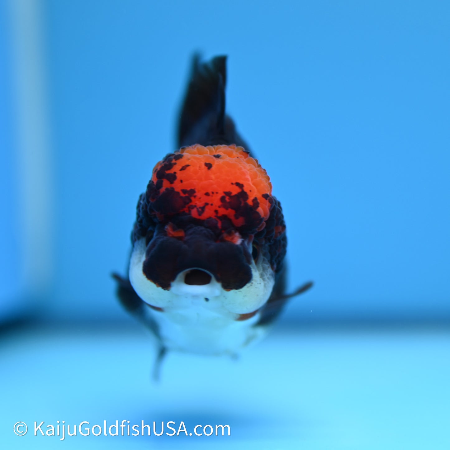 Tricolor YuanBao Oranda 3.5in body (240607_OR10) - Kaiju Goldfish USA