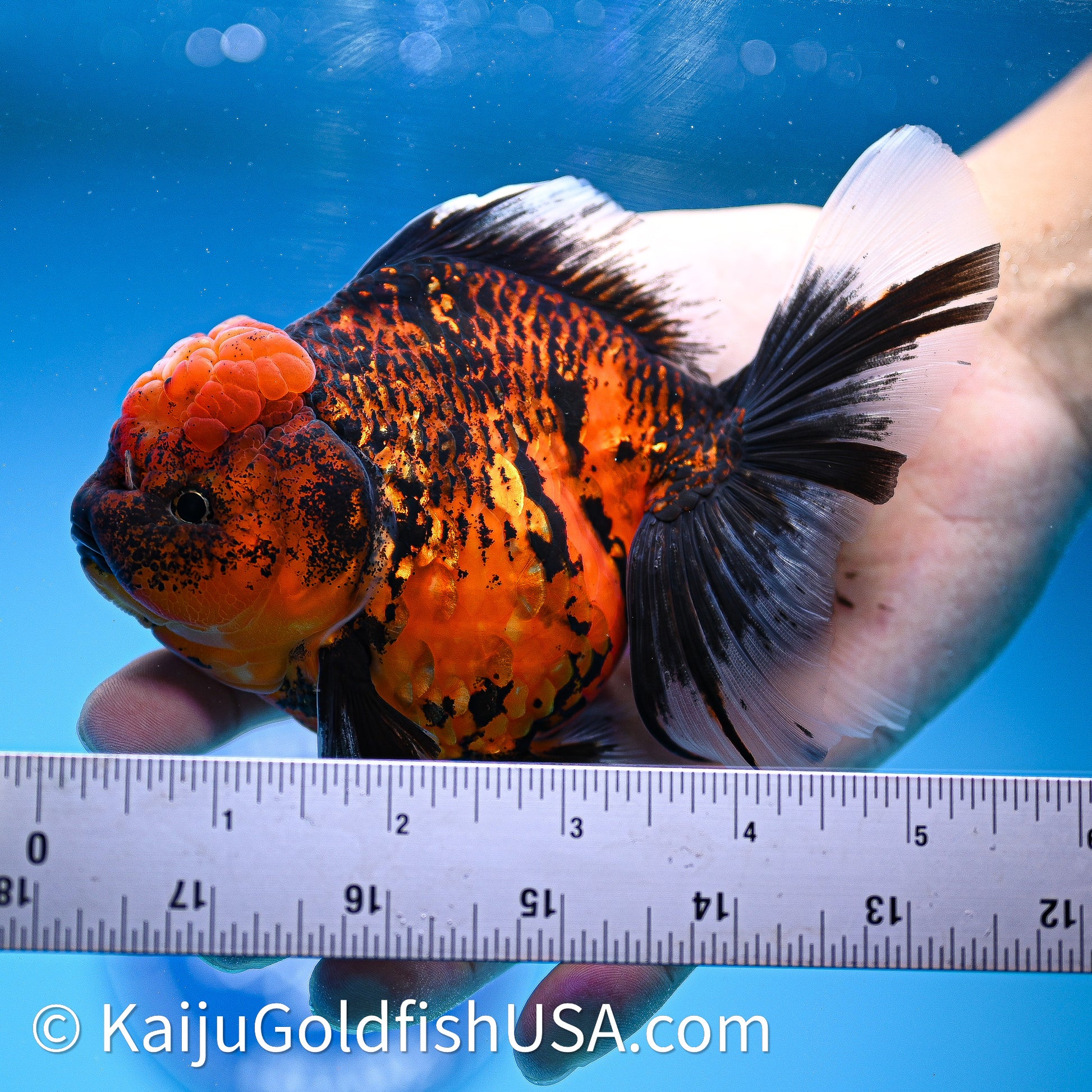 Red Kirin Rose Tail Oranda 4in Body (240628_OR10) - Kaiju Goldfish USA