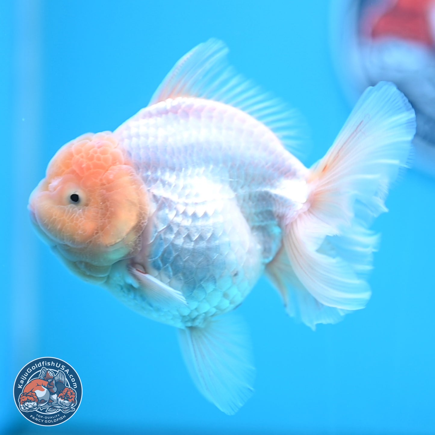 Lemon Head White Rose Tail Oranda 4.5 inches - Female (241122_OR10) - Kaiju Goldfish USA