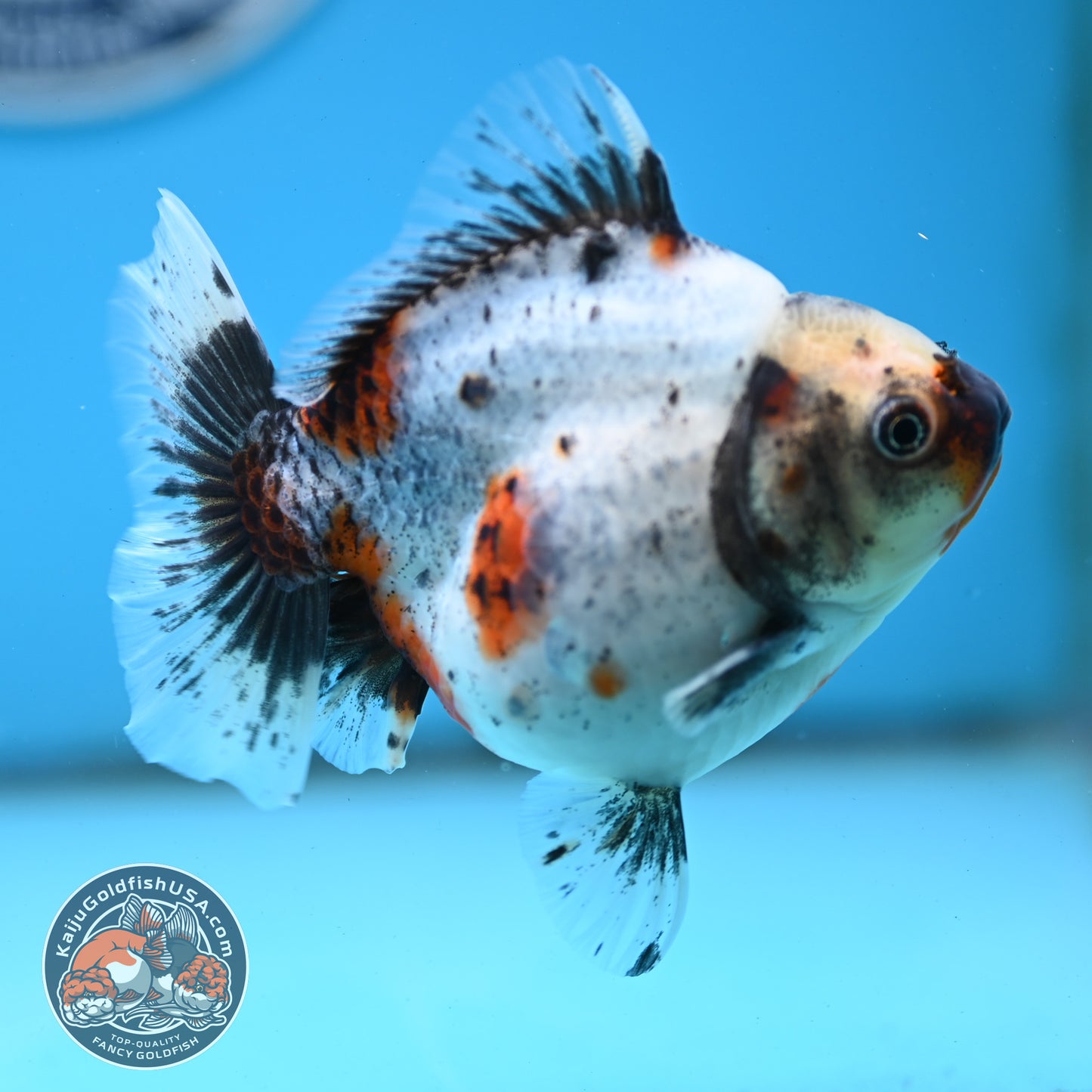 Shogun Calico Oranda 4 inches Body - Female (250418_OR10)