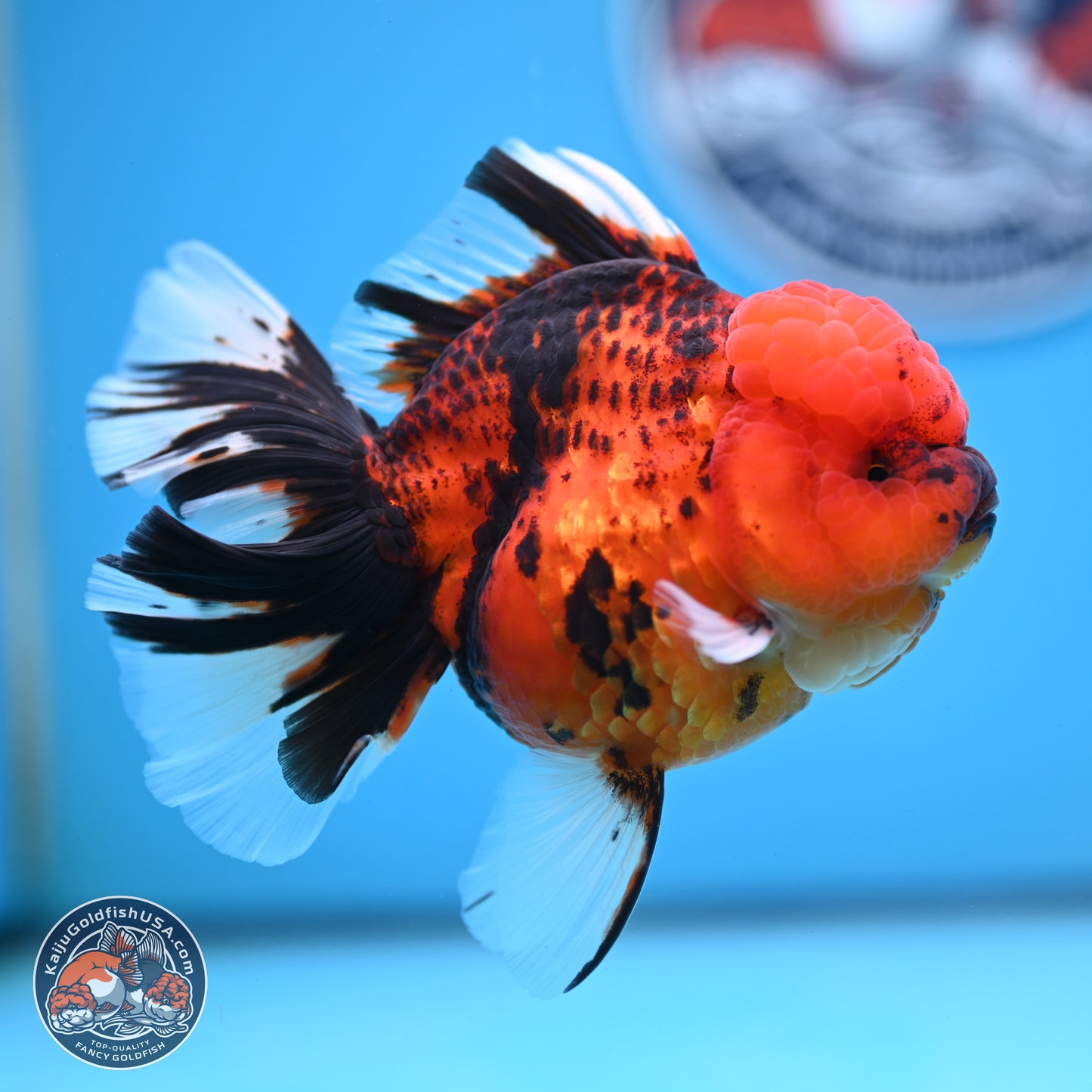 Tiger Rose Tail Oranda 3.5 inches Body - Female (250228_OR10)