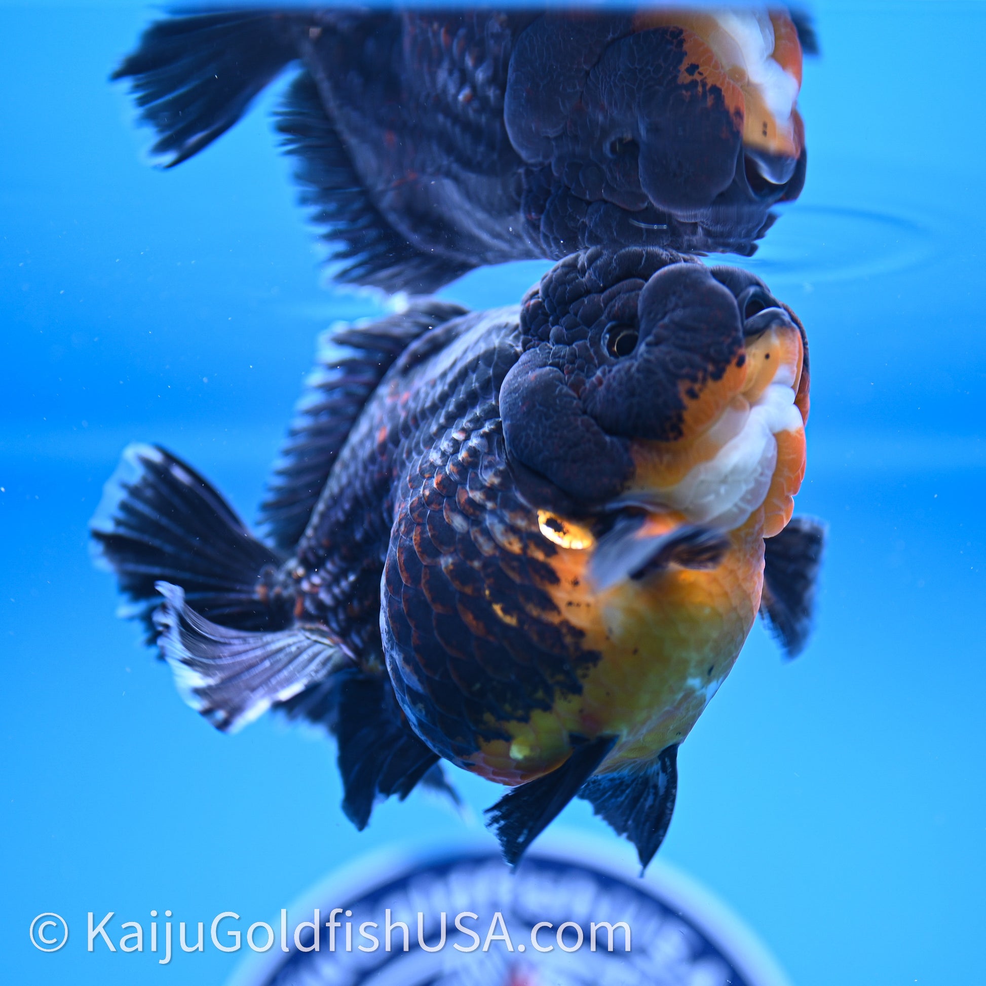 Jumbo Shogun Godzilla Kirin Oranda 4.5in Body (240719_OR10) - Kaiju Goldfish USA