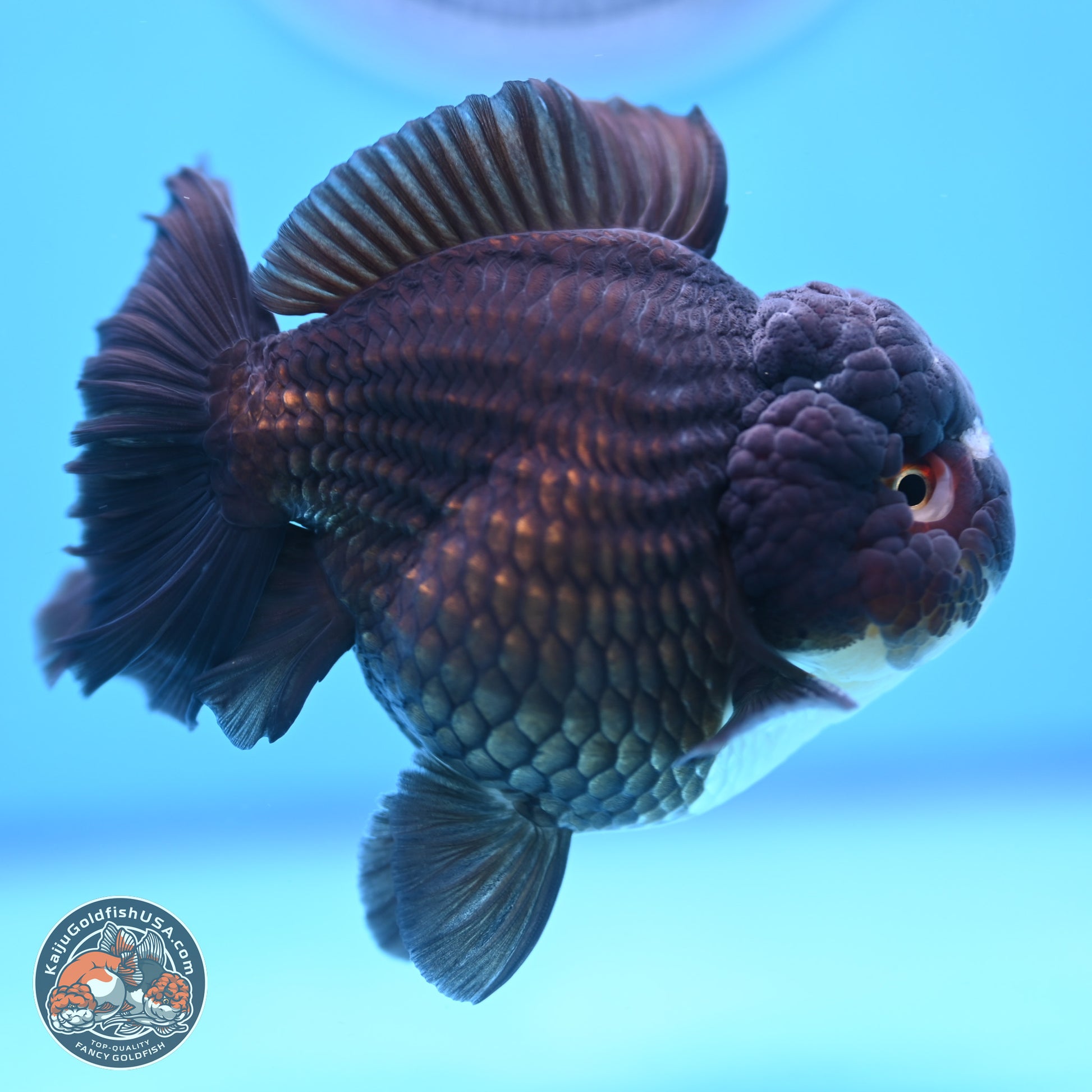 Panda YuanBao Oranda 3.5 inches Body - Femae (250103_OR10) - Kaiju Goldfish USA