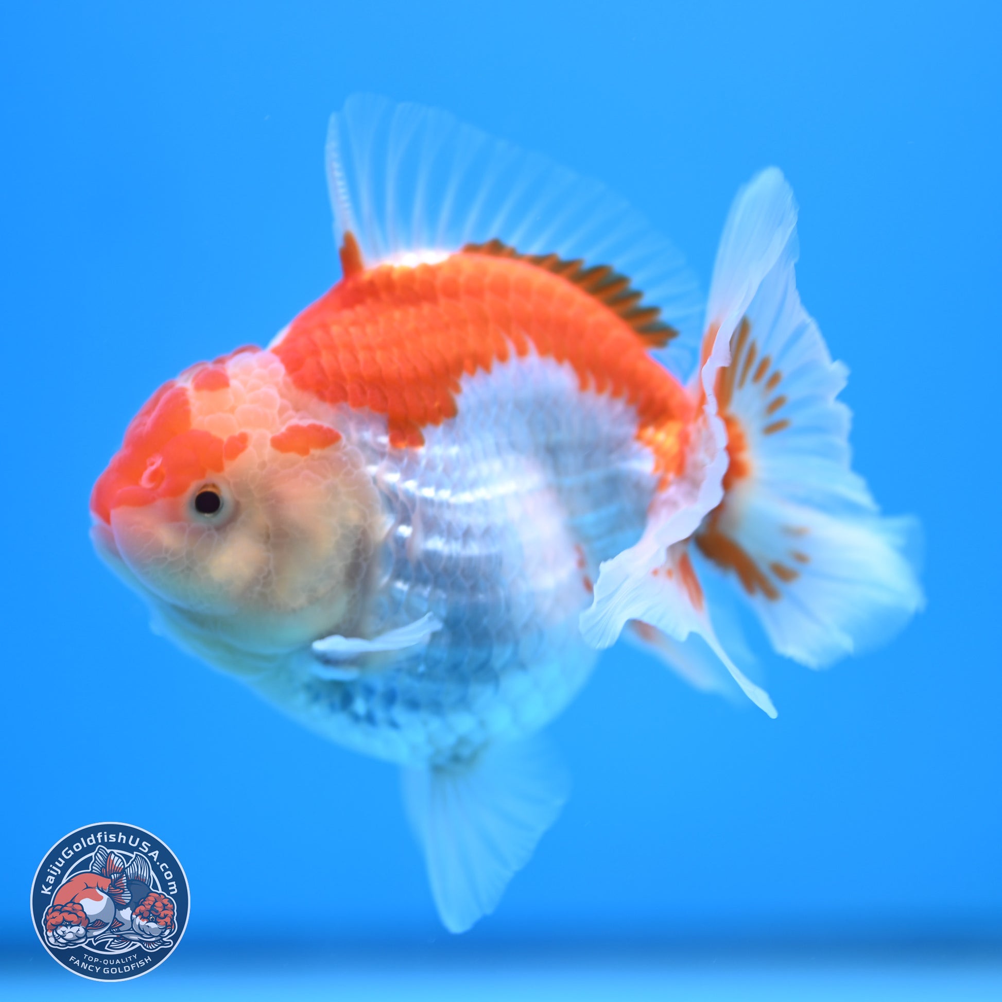 Red White YuanBao Oranda 4.5 inches - Female (241115_OR10) - Kaiju Goldfish USA