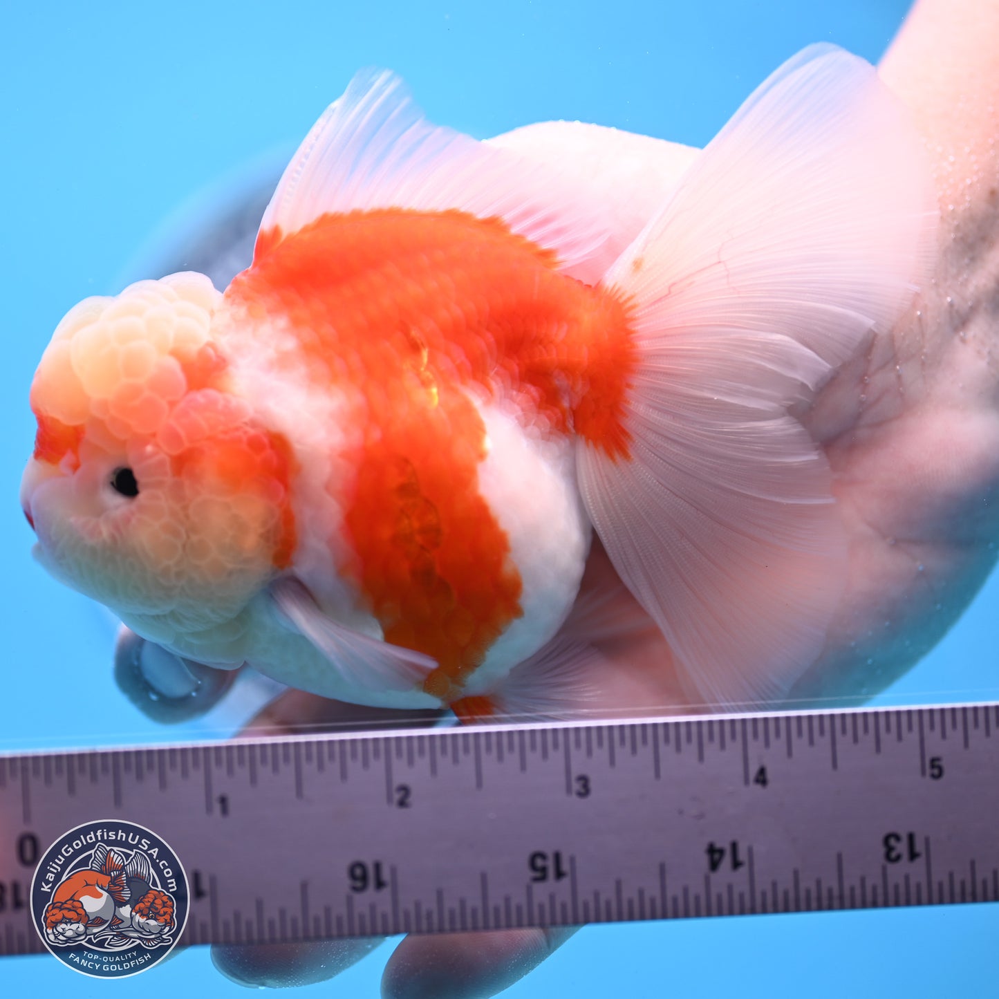 Sakura Rose Tail Oranda 3.5 inches Body - Female (250307_OR10)