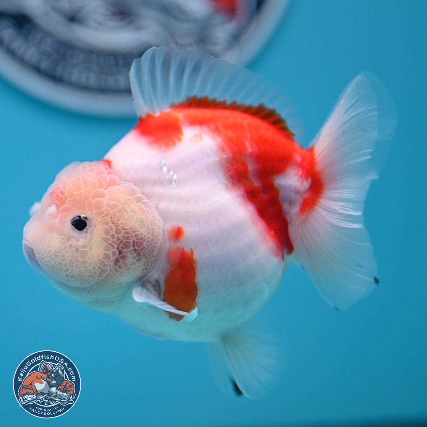 Shogun Jade Head Sakura Oranda 3.75 inches Body - Female(250131_OR10)