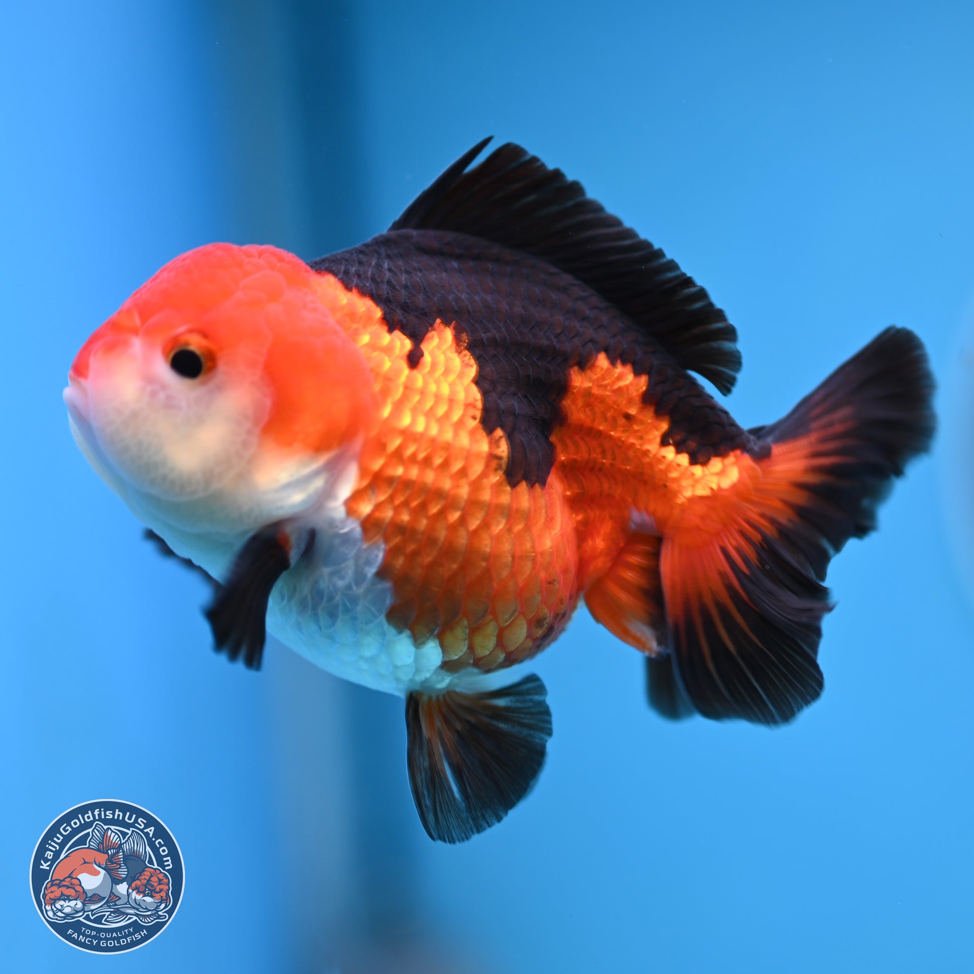 Tricolor Oranda 3.5-4.5 inches (241004_OR10) - Kaiju Goldfish USA