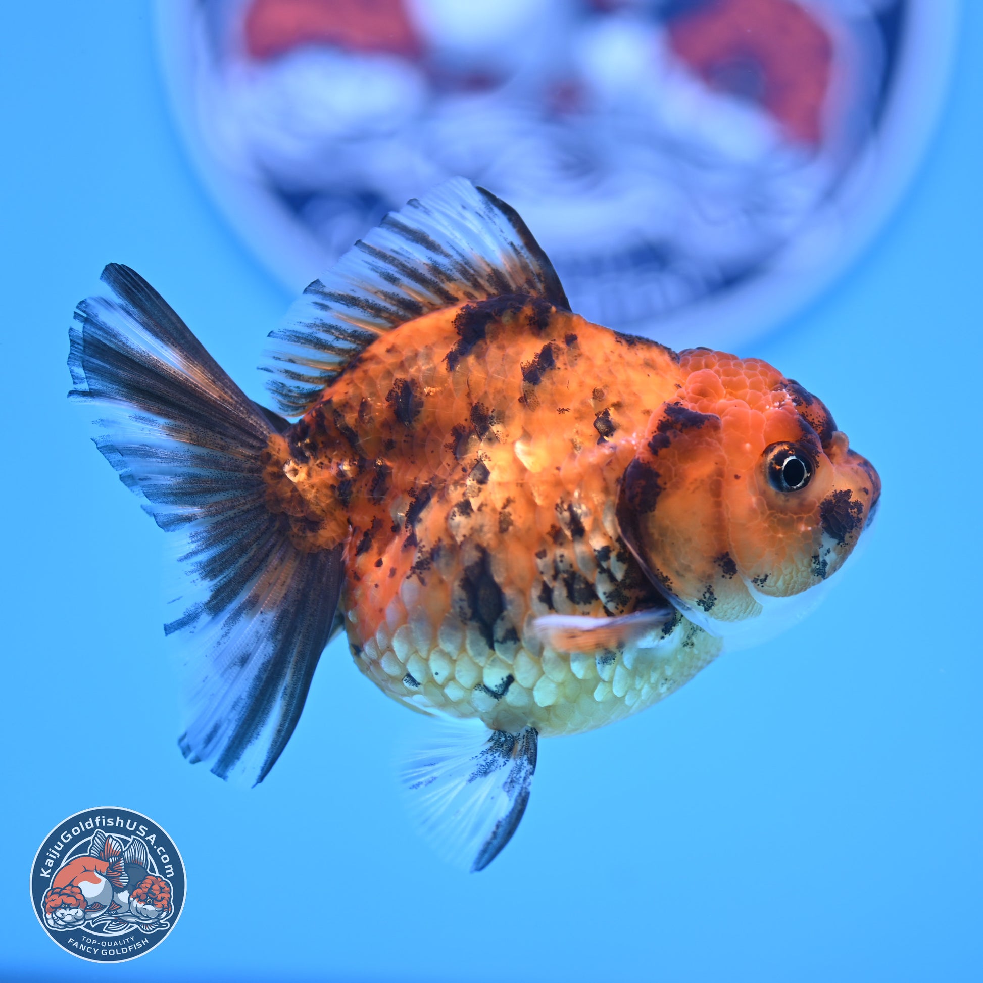 Tiger Oranda 3in Body (240816_OR10) - Kaiju Goldfish USA