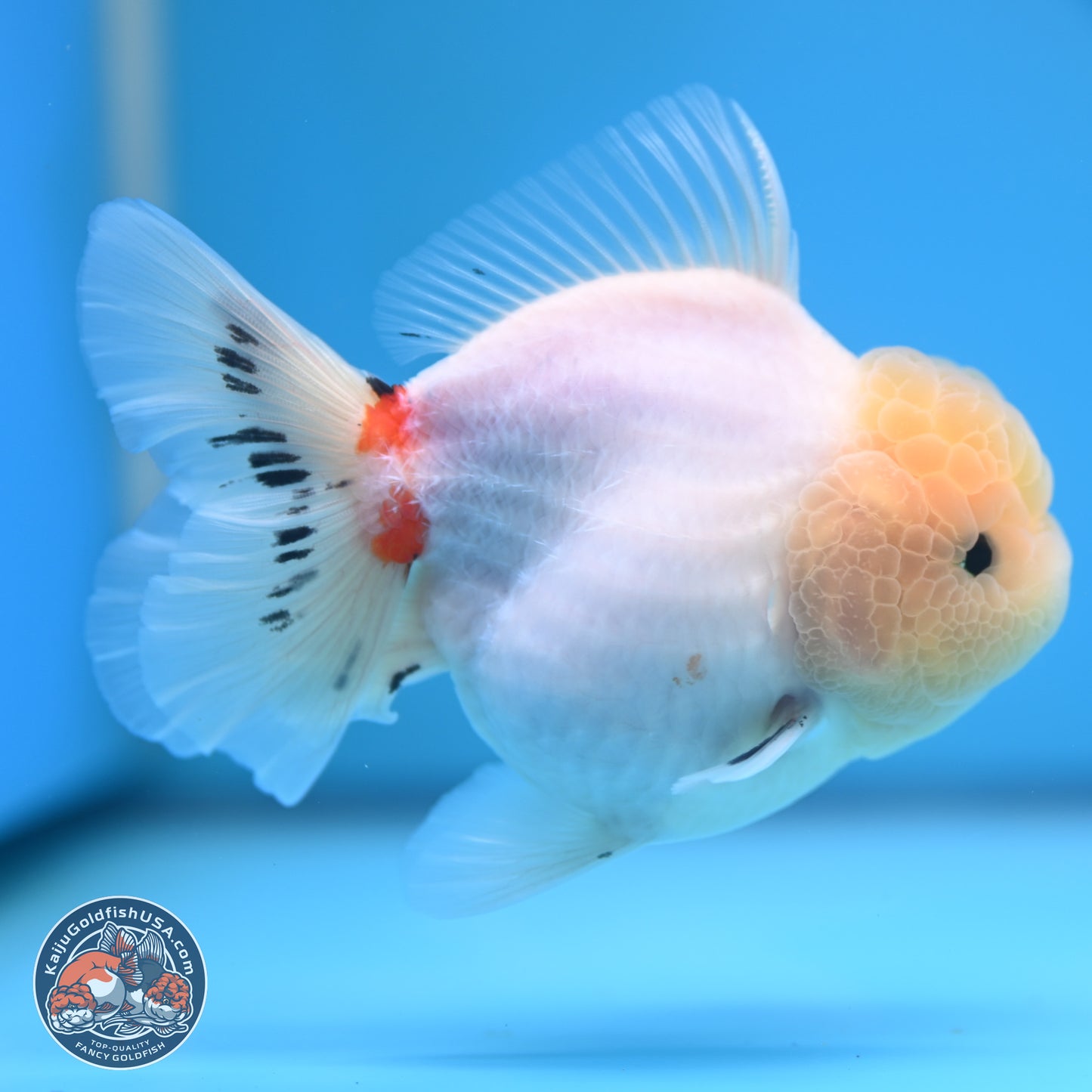 Tricolor Sakura Rose Tail Oranda 4.5 inches (241025_OR10) - Kaiju Goldfish USA