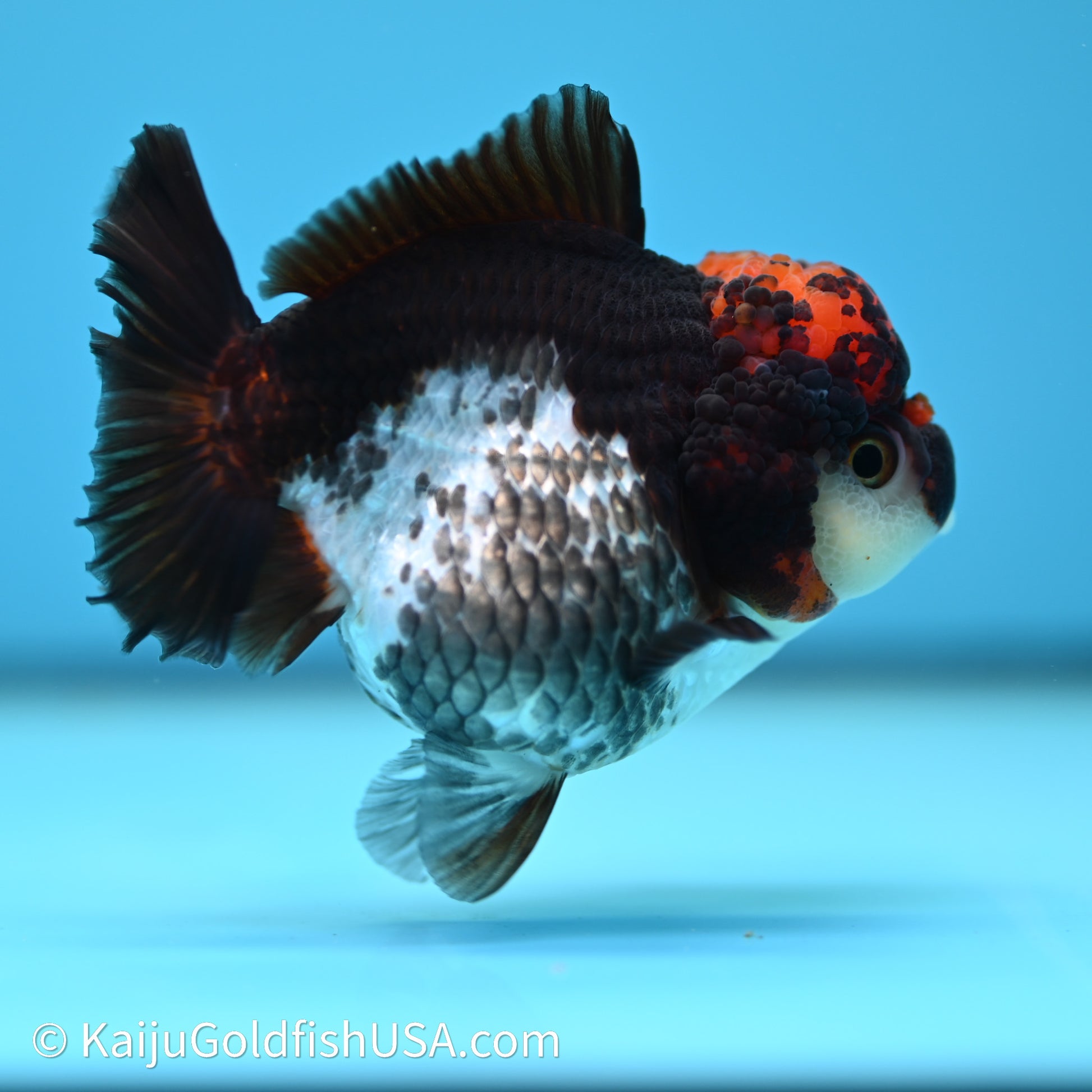 Tricolor YuanBao Oranda 3.5in body (240607_OR10) - Kaiju Goldfish USA