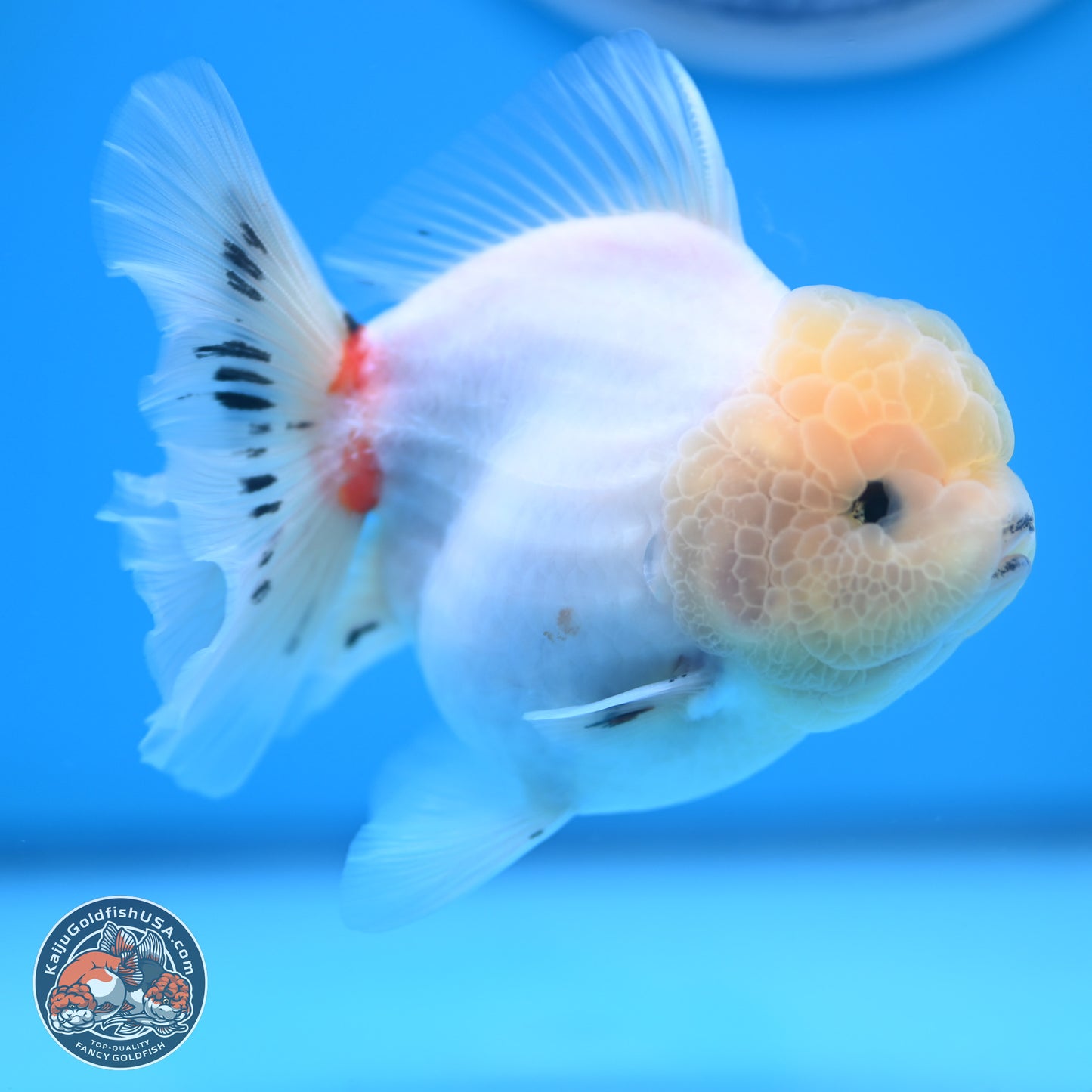 Tricolor Sakura Rose Tail Oranda 4.5 inches (241025_OR10) - Kaiju Goldfish USA