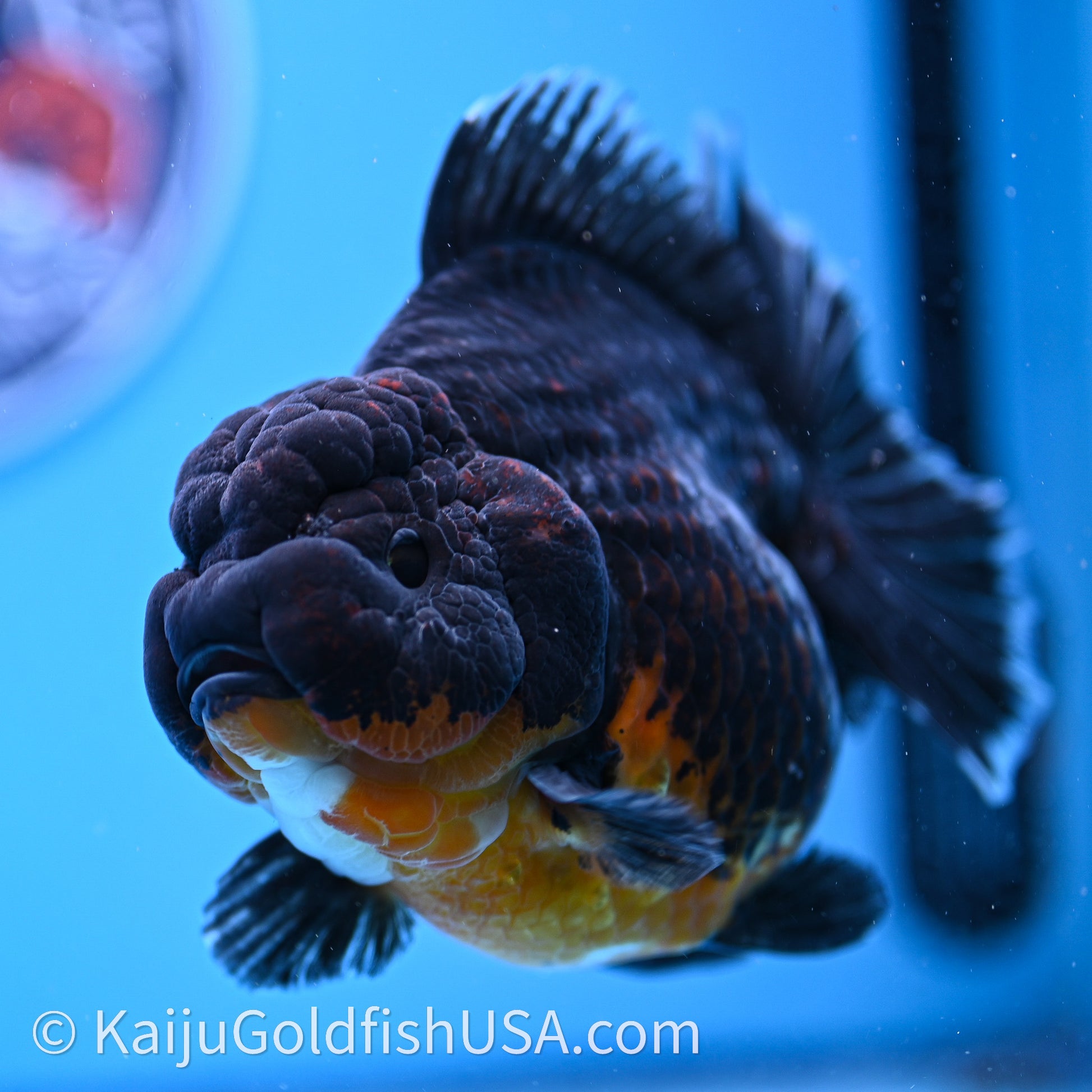 Jumbo Shogun Godzilla Kirin Oranda 4.5in Body (240719_OR10) - Kaiju Goldfish USA