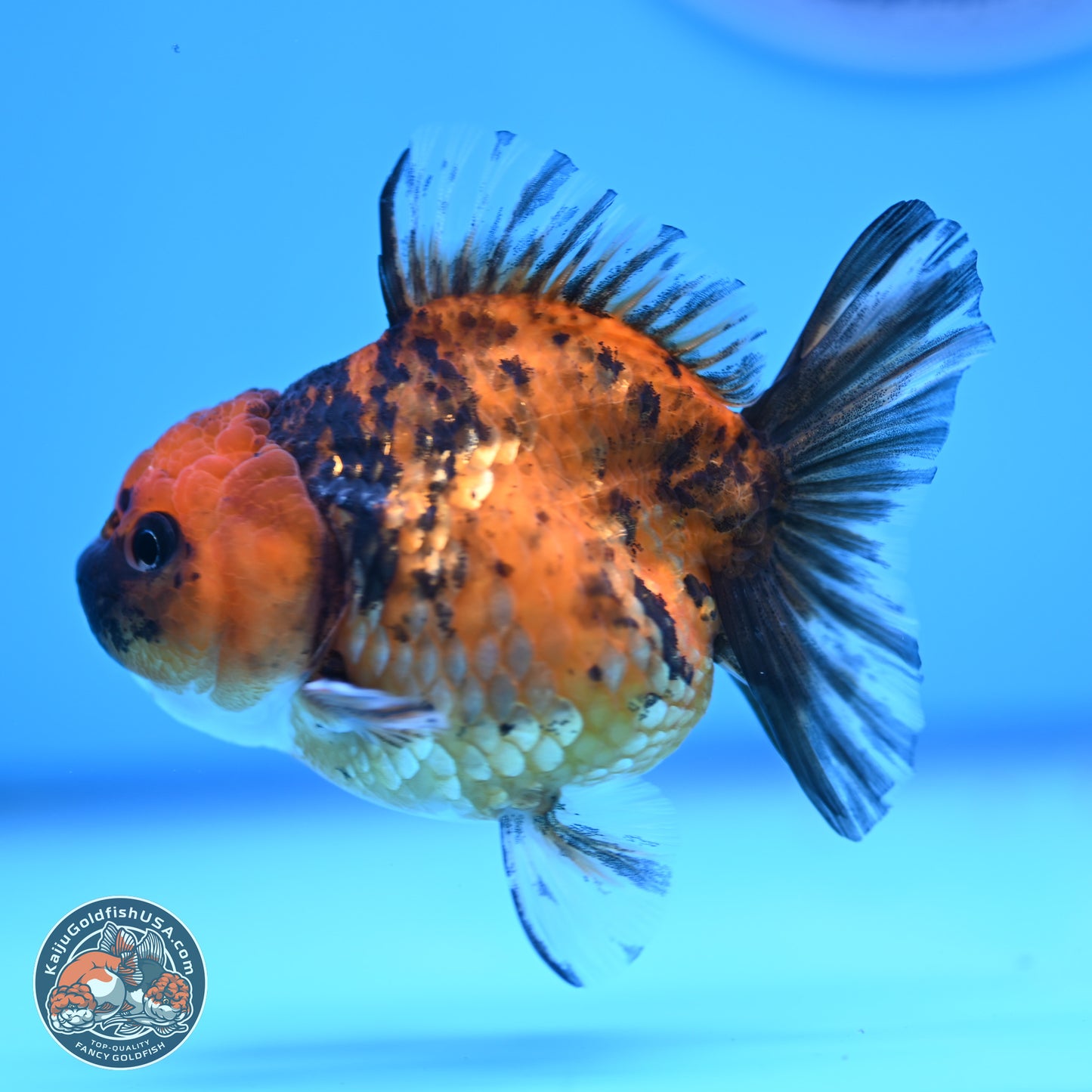 Tiger Oranda 3in Body (240816_OR10) - Kaiju Goldfish USA